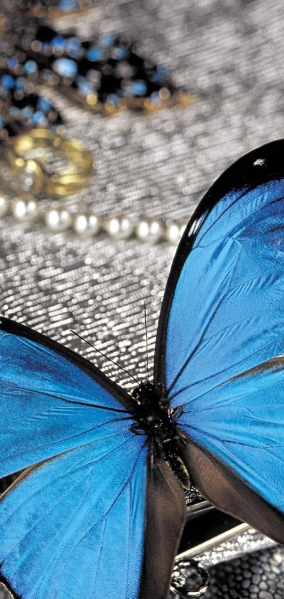 Butterfly Wallpaper Butterfly Background Download