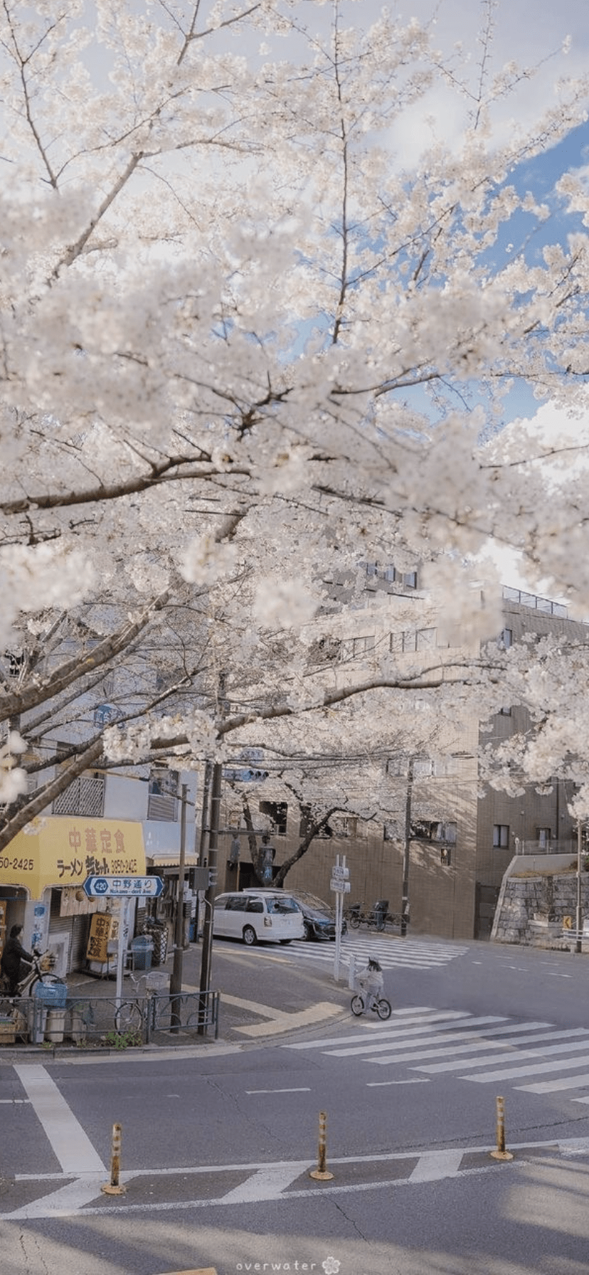 A street with trees and buildings on it - Japan