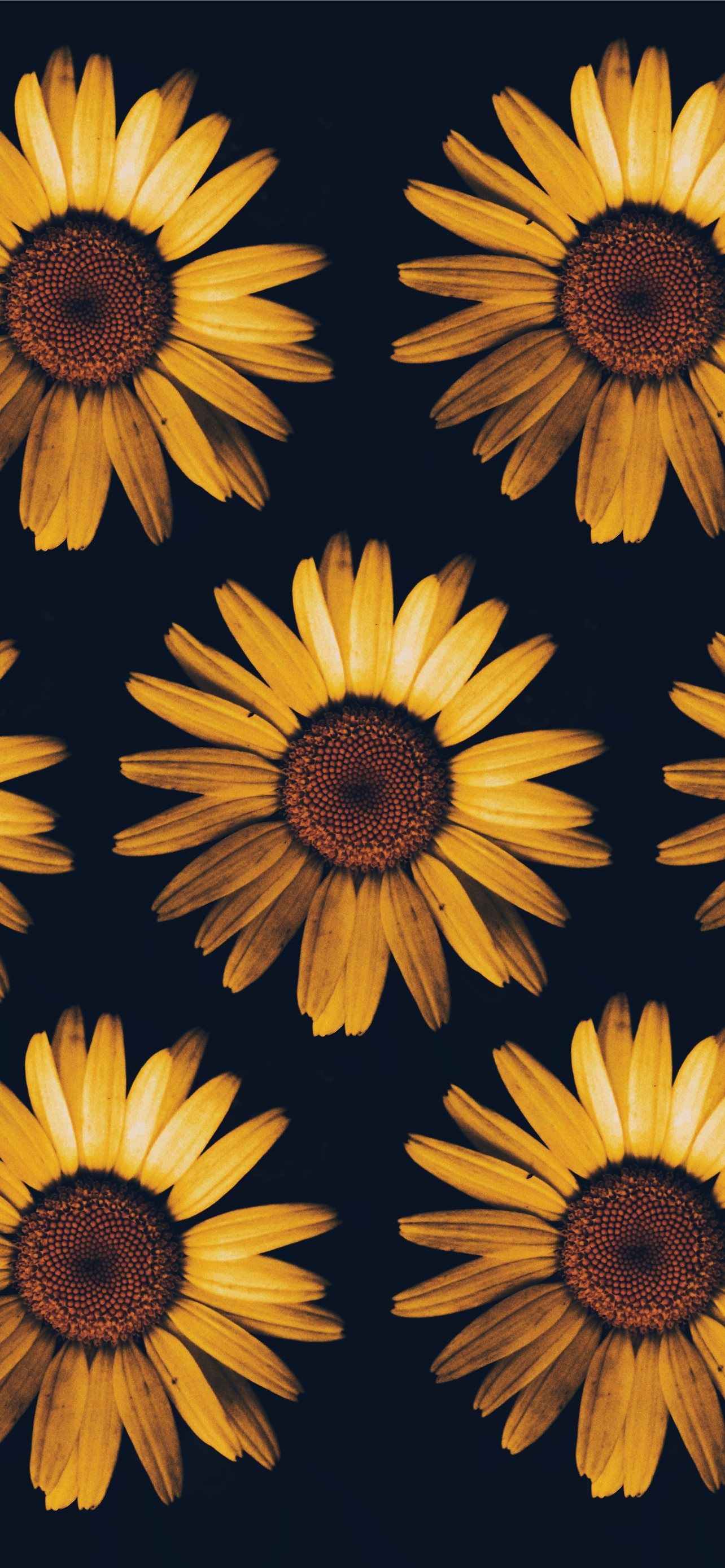 Aesthetic wallpaper of yellow flowers on a black background - Sunflower, photography