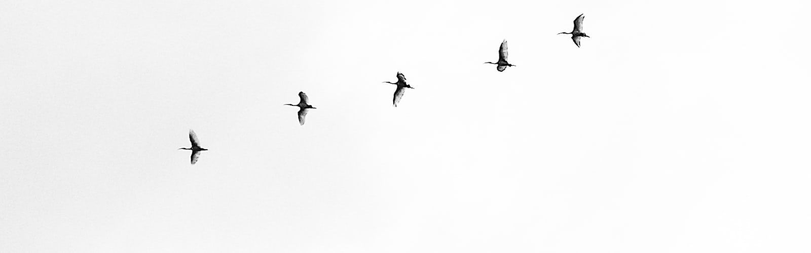 Five birds flying in the sky. - Minimalist