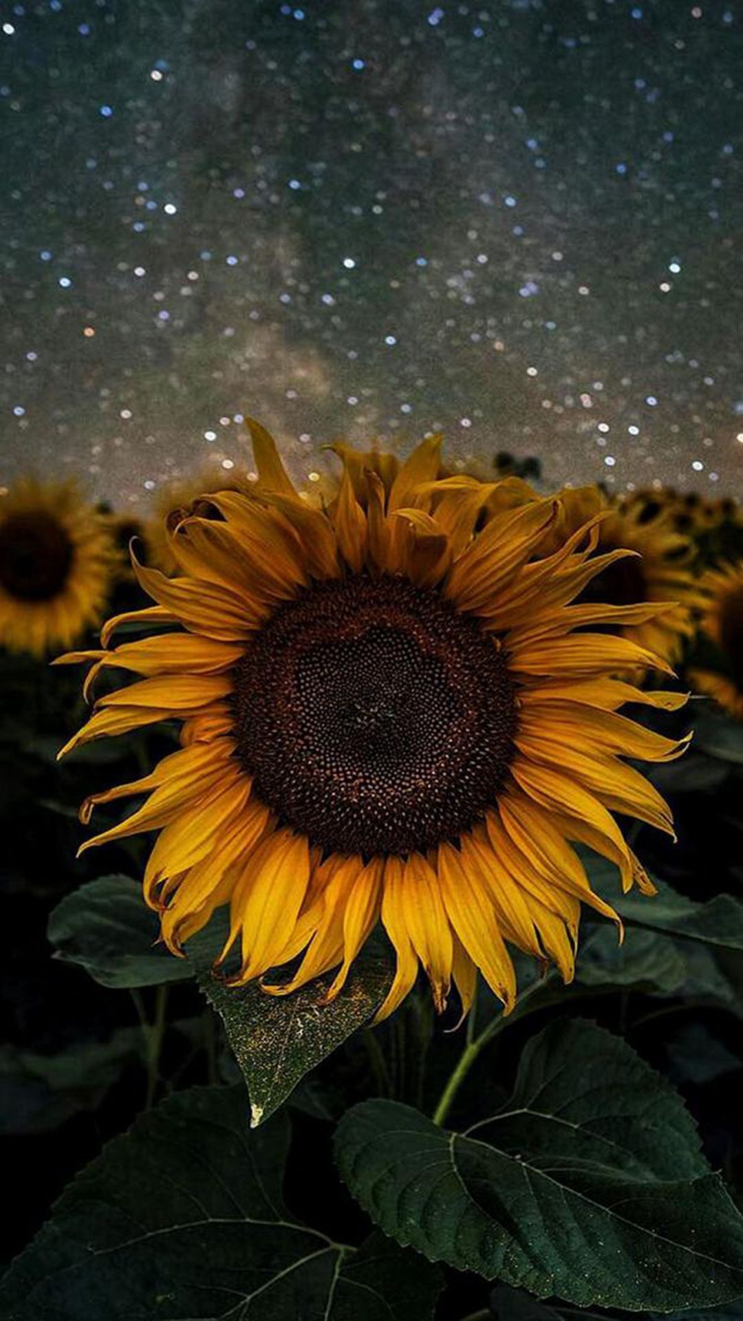 Sunflower wallpaper for your phone - Sunflower