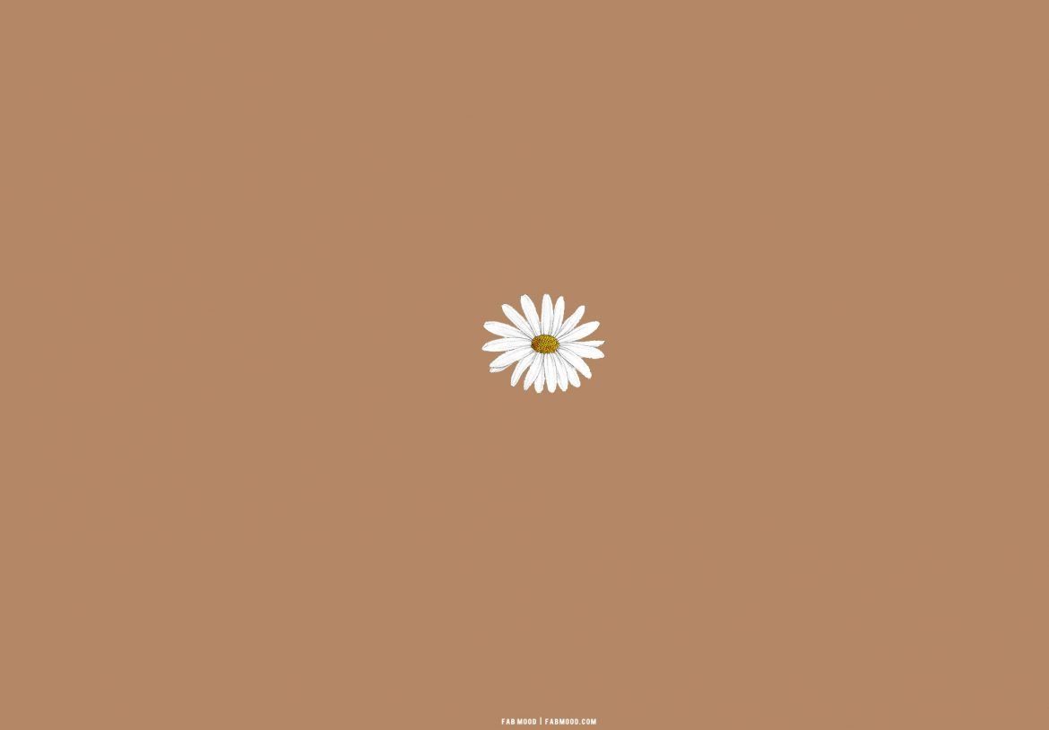 A white daisy on brown background - Minimalist, wedding