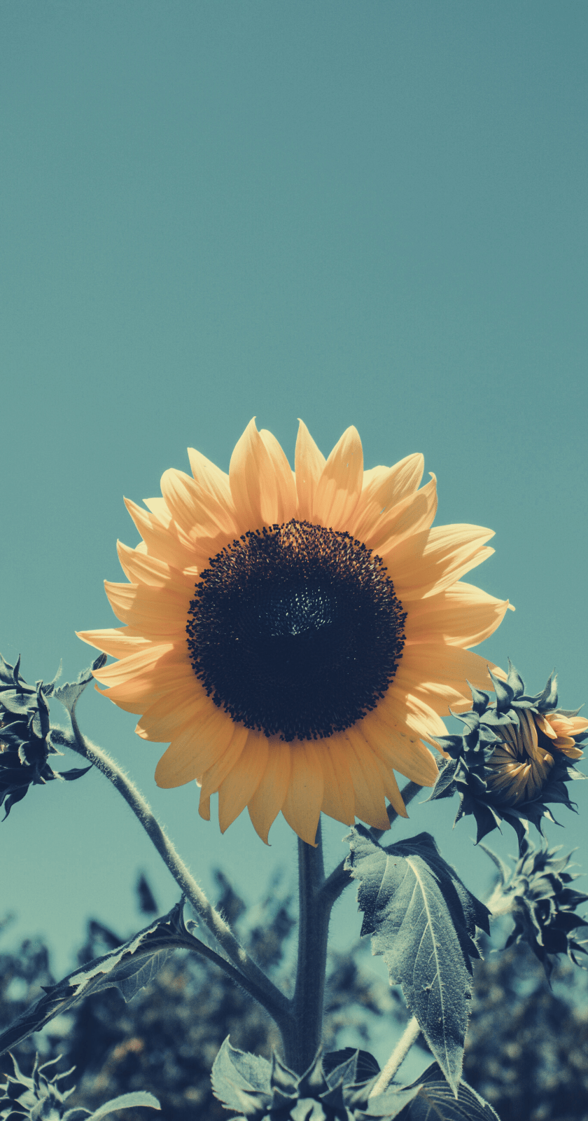 A sunflower in a field with a blue sky in the background - Sunflower, photography