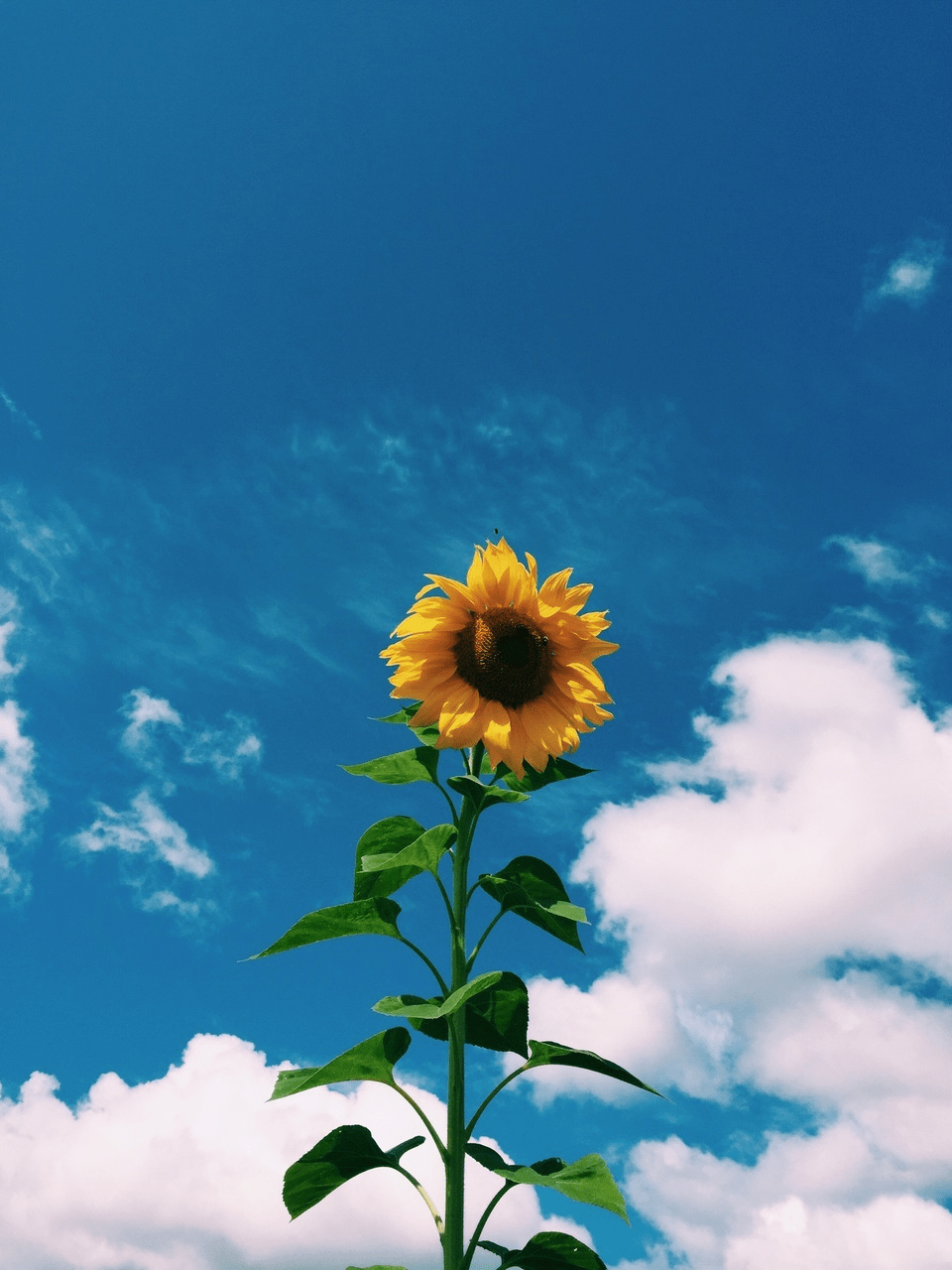 A sunflower is growing in the middle of some clouds - Vintage clouds, sunflower, indie