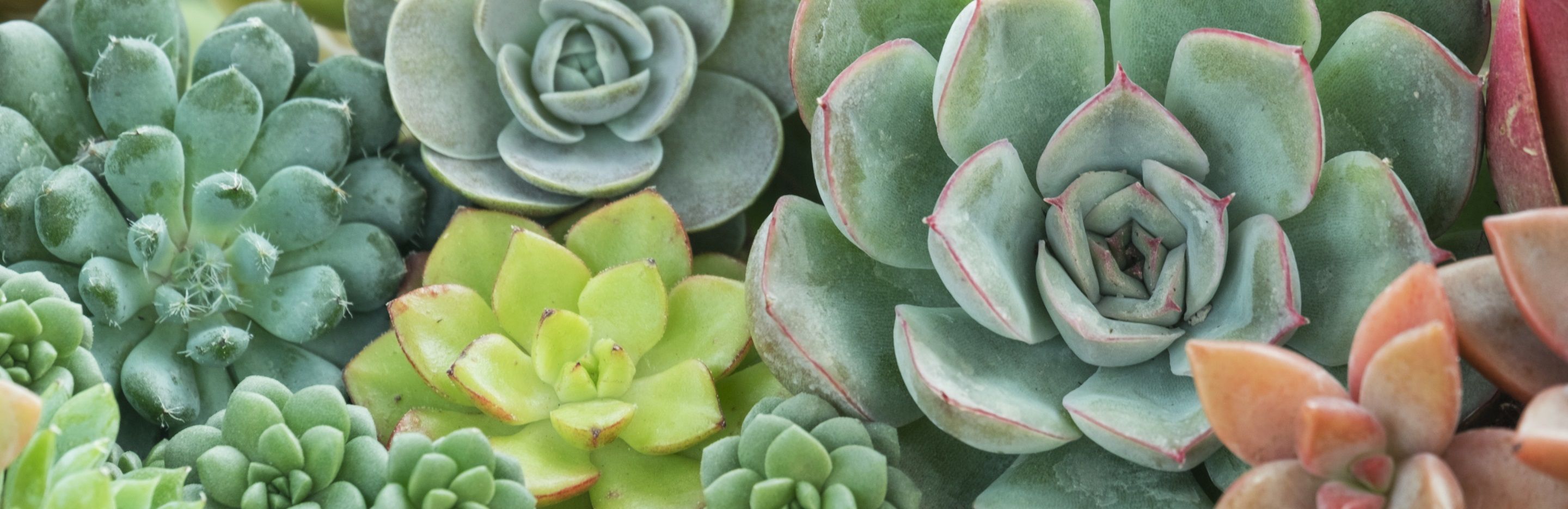 The Essential Guide to Cacti and Succulents. Love The Garden