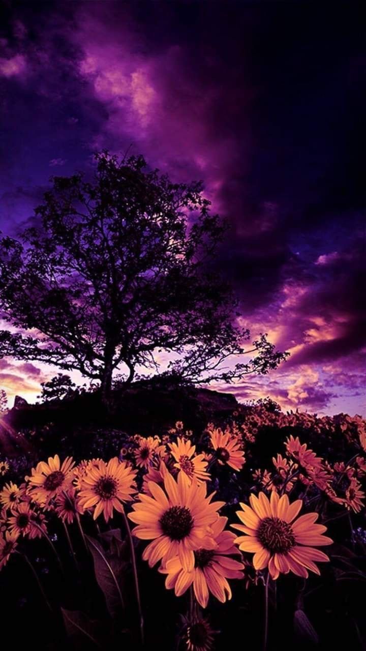 Purple Sunflower Wallpaper