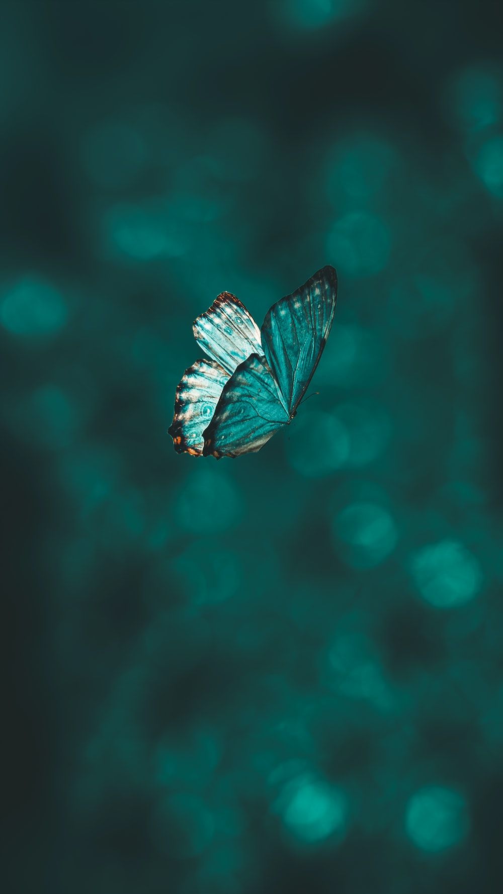 A blue butterfly on a blue background - Butterfly