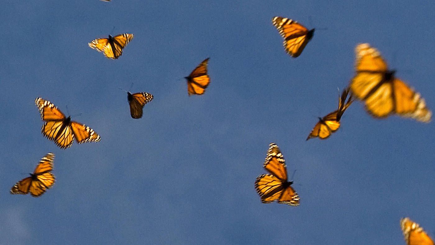Monarch butterflies are seen in flight in this undated handout photo. - Butterfly