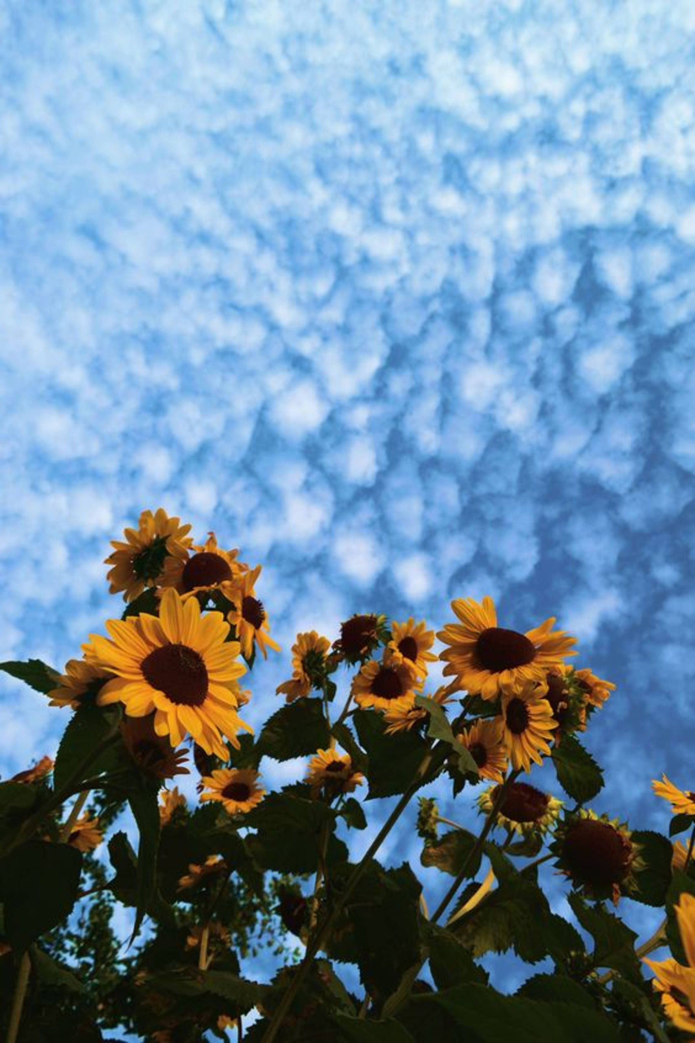 Download Sunflowers And Sky Aesthetic iPhone 11 Wallpaper