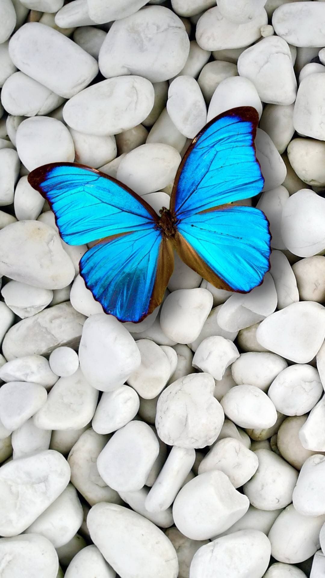 Blue butterfly on the white stones wallpaper 1080x1920 for iPhone 6 - Butterfly