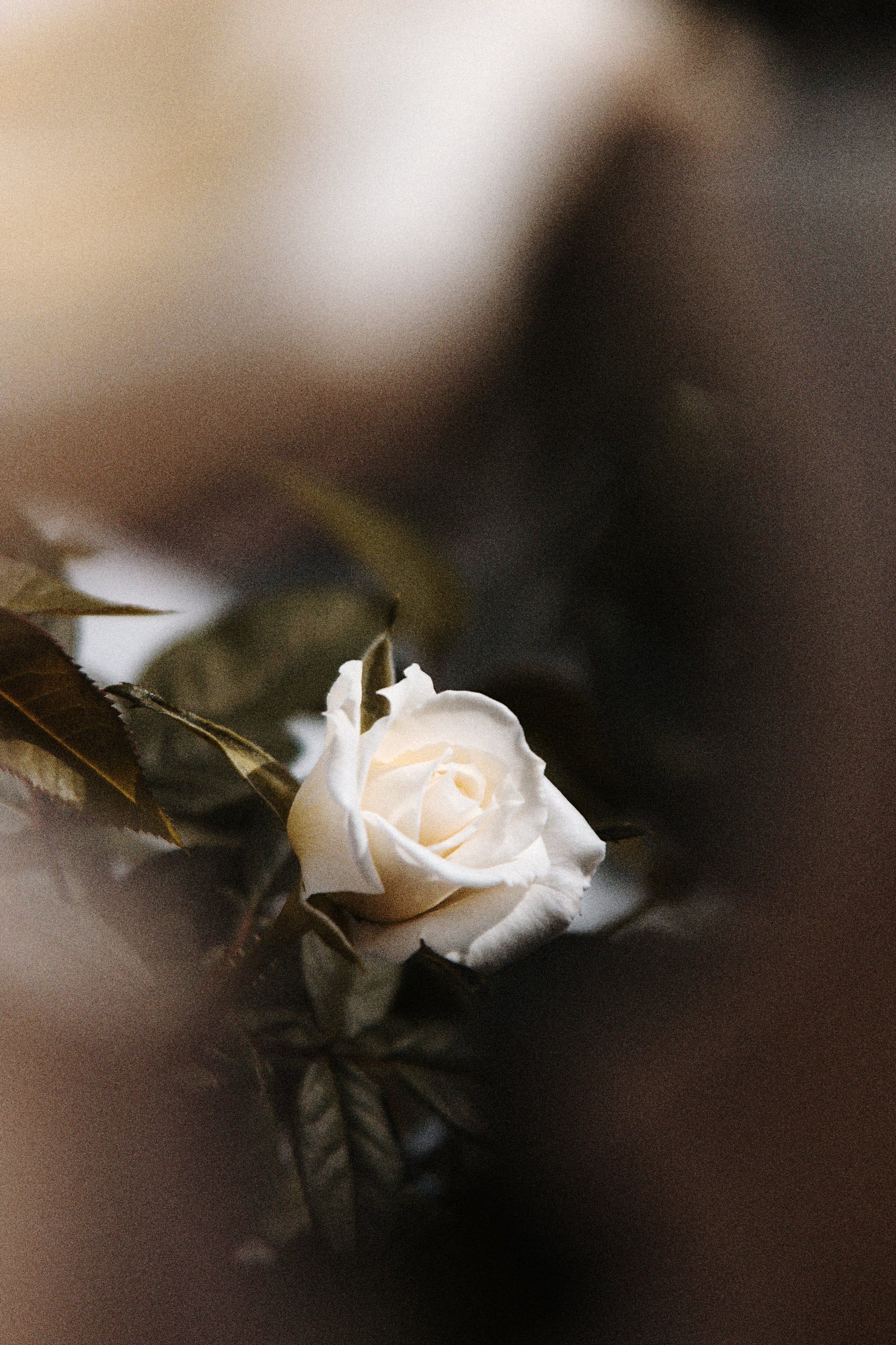 A single white rose with green leaves. - Photography, roses