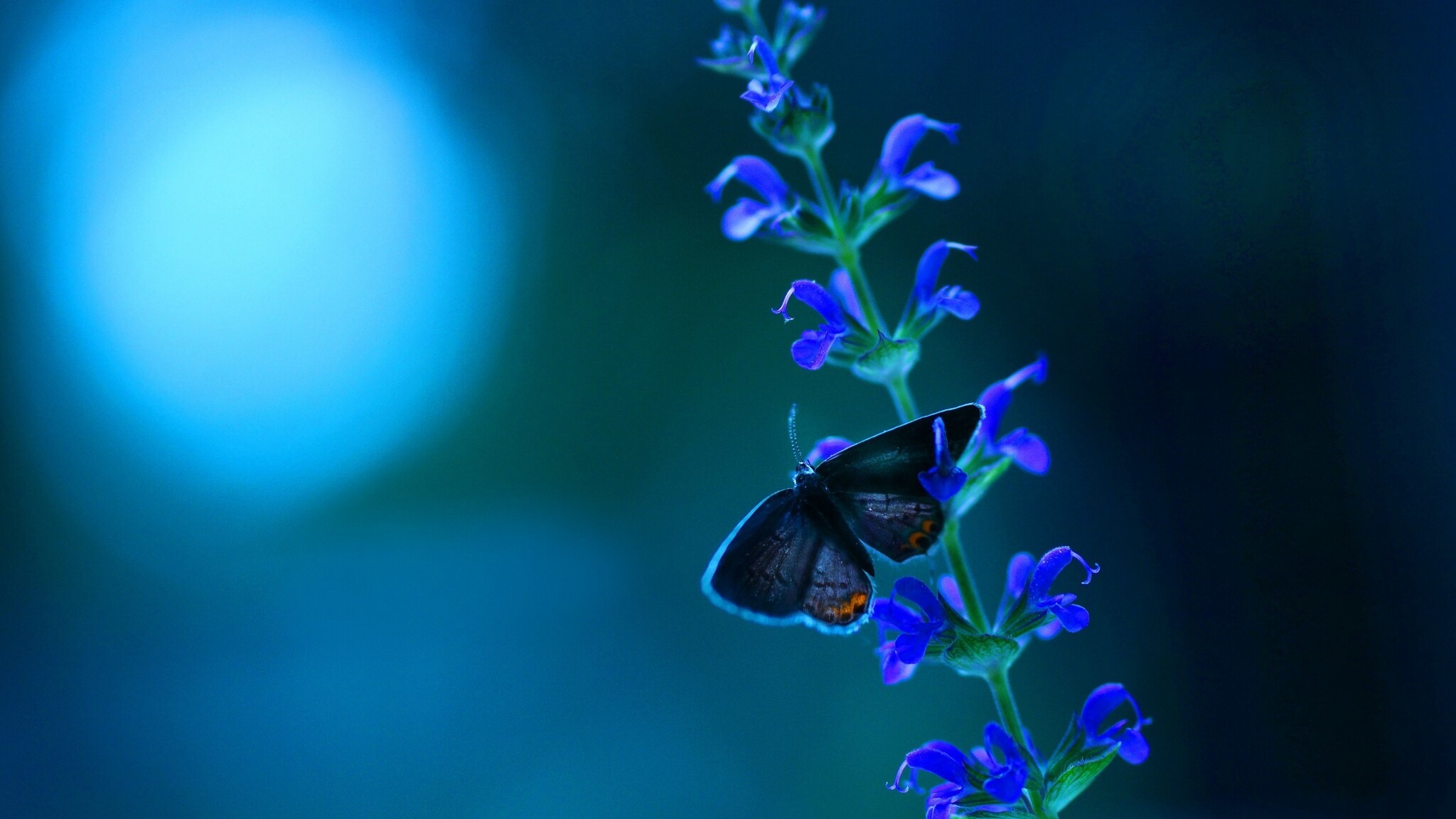 Butterfly Blue Flowers 2048x1152 Resolution HD 4k Wallpaper, Image, Background, Photo and Picture