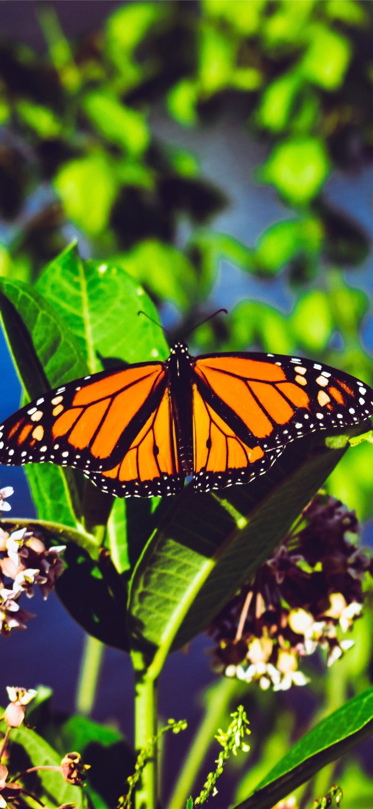 A monarch butterfly sitting on a leaf. - Butterfly