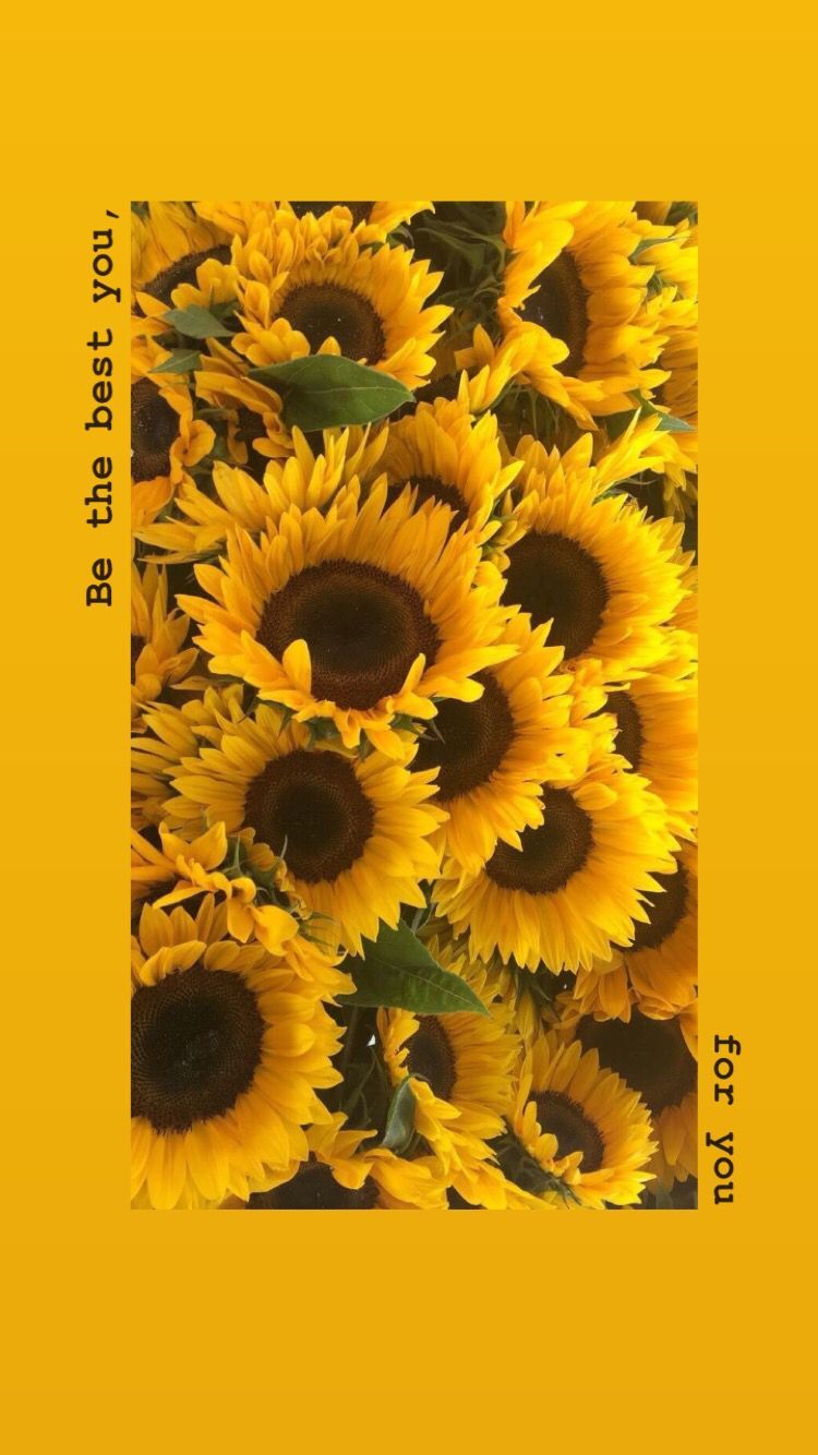 A yellow background with sunflowers on it - Sunflower, yellow