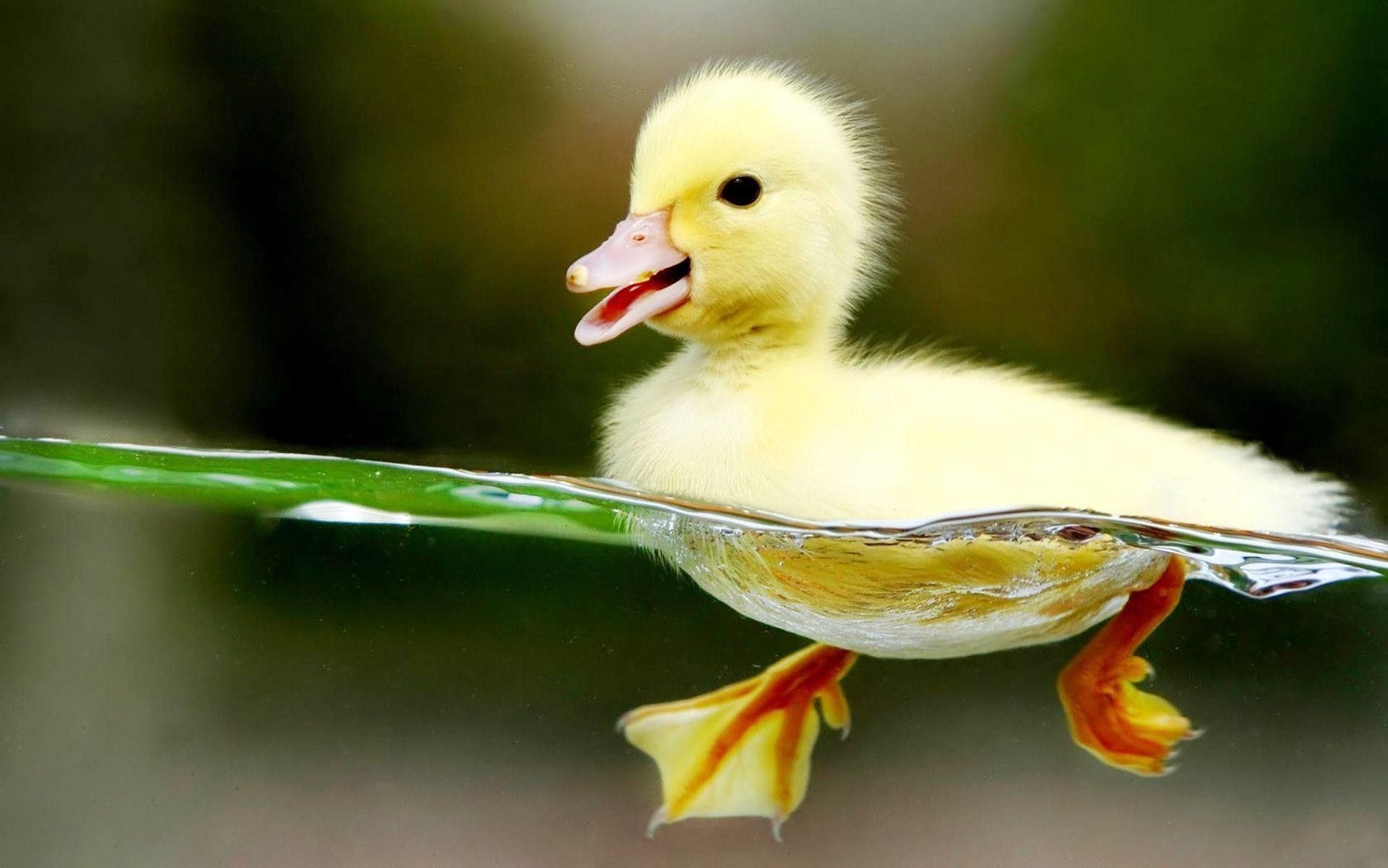 A baby duck swimming in the water - Duck