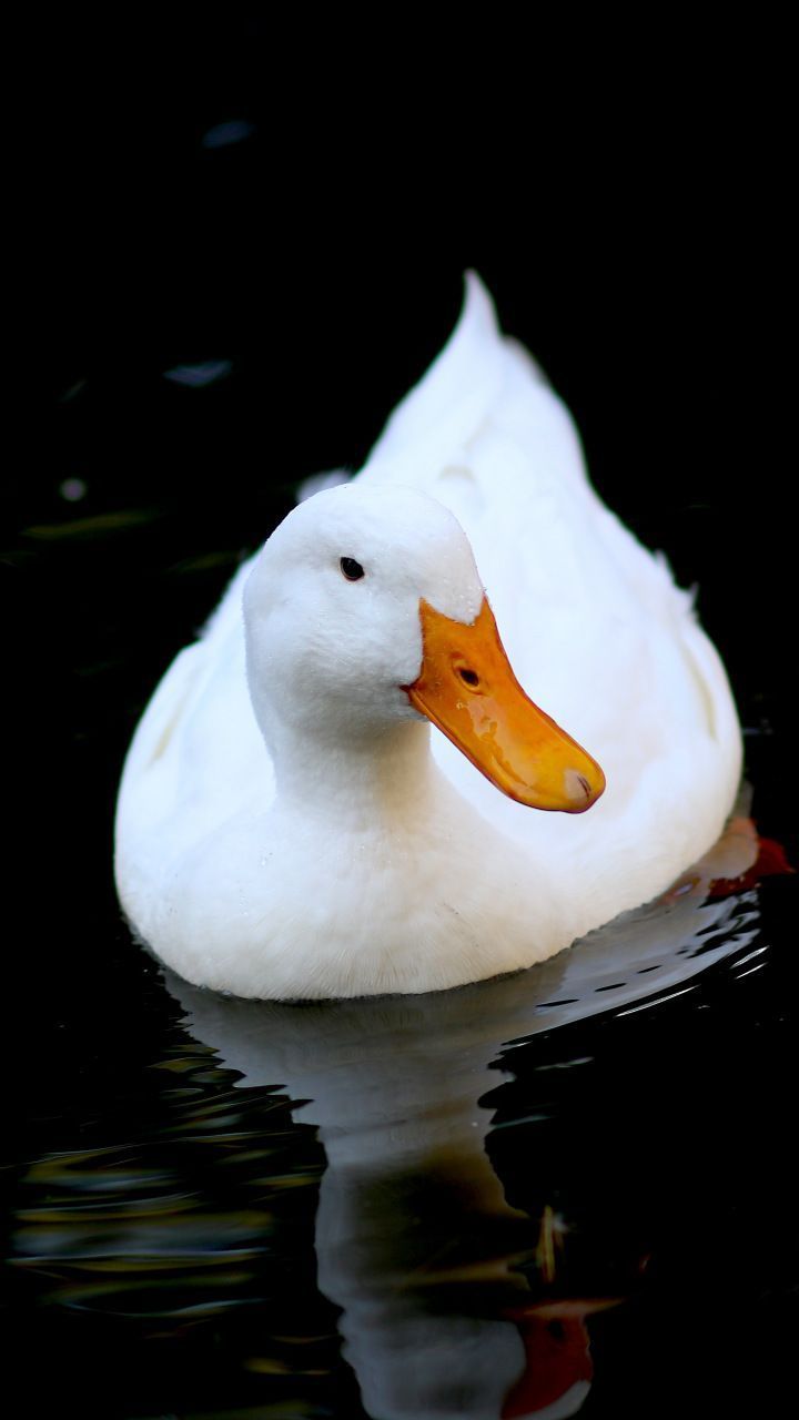A white duck floating on the water - Duck