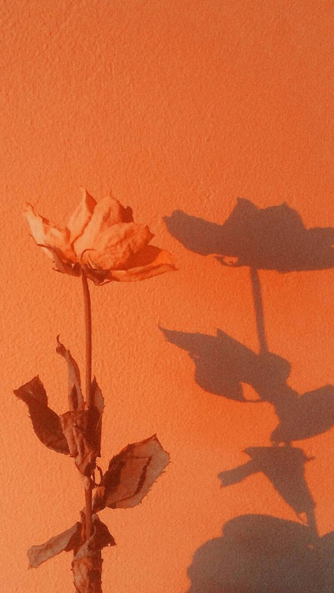 A dried rose in front of an orange wall - Orange, dark orange