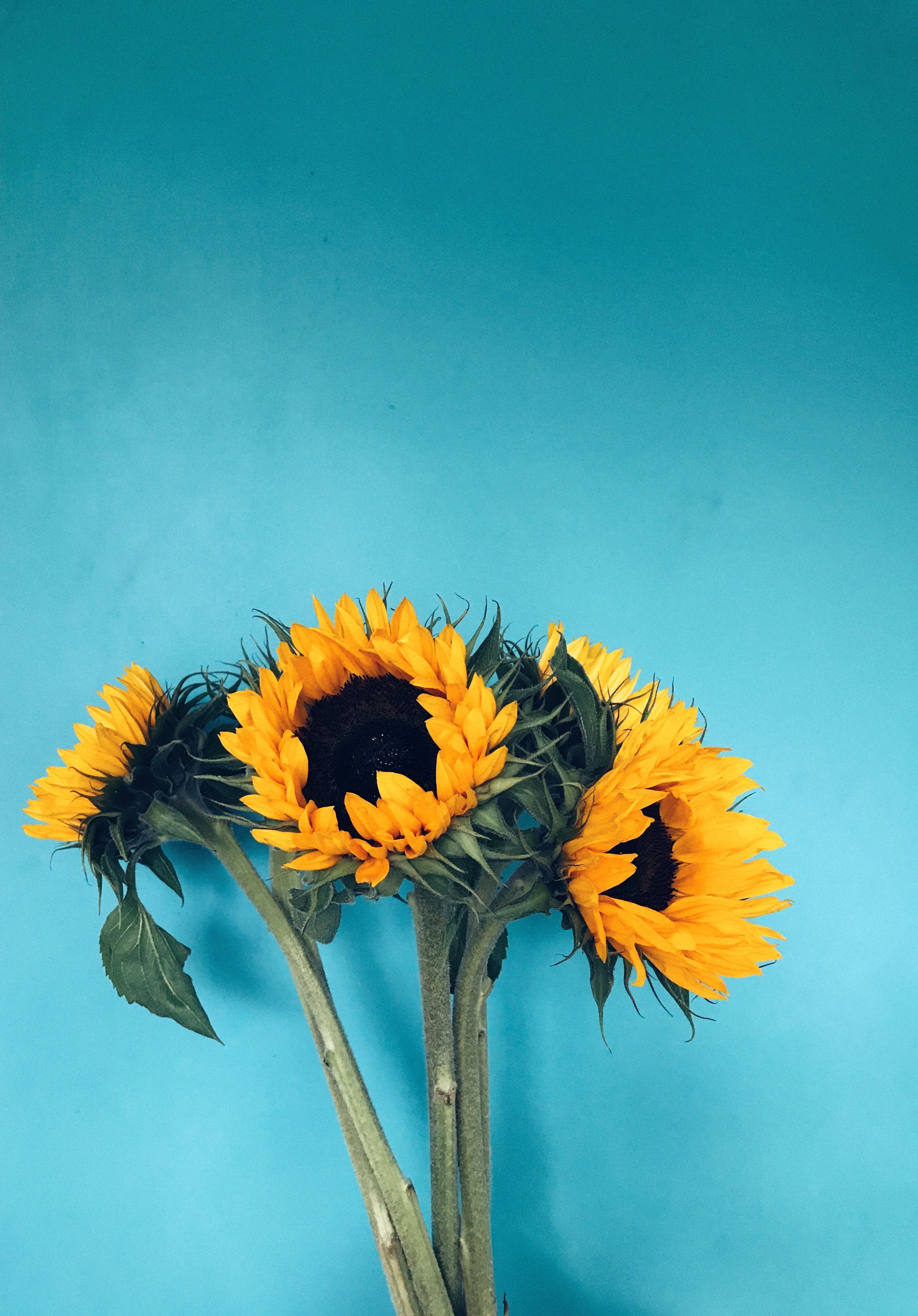A picture of three yellow sunflowers against a blue background - Sunflower