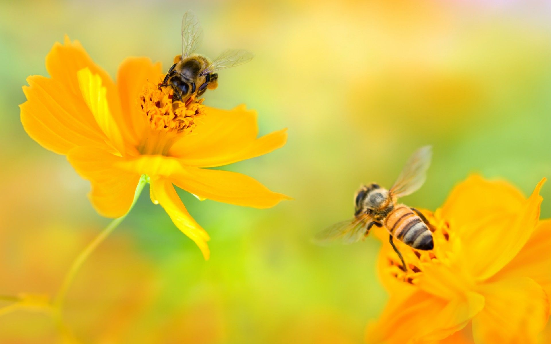 Bees 4K wallpaper for your desktop or mobile screen free and easy to download
