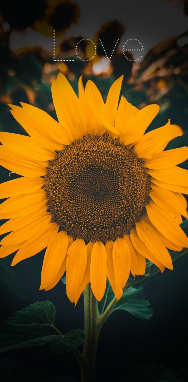 A sunflower with the word love above it - Sunflower