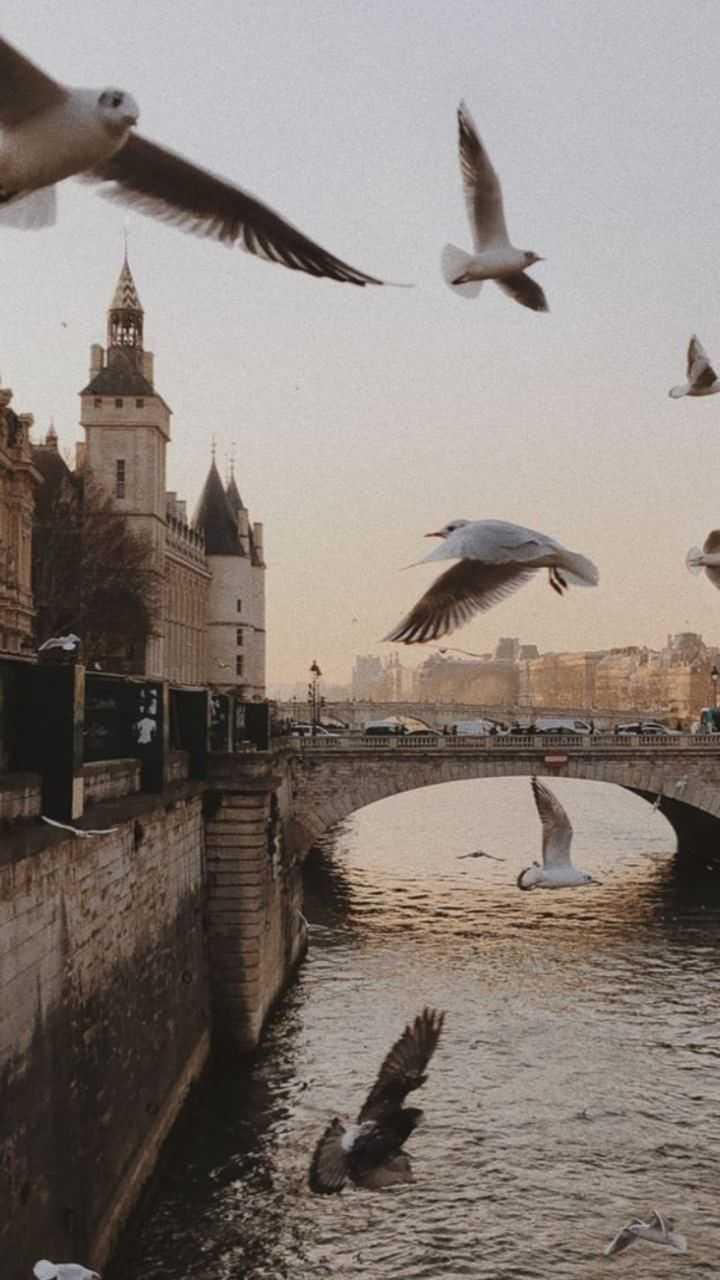 Birds flying over a river in Paris - Dark academia