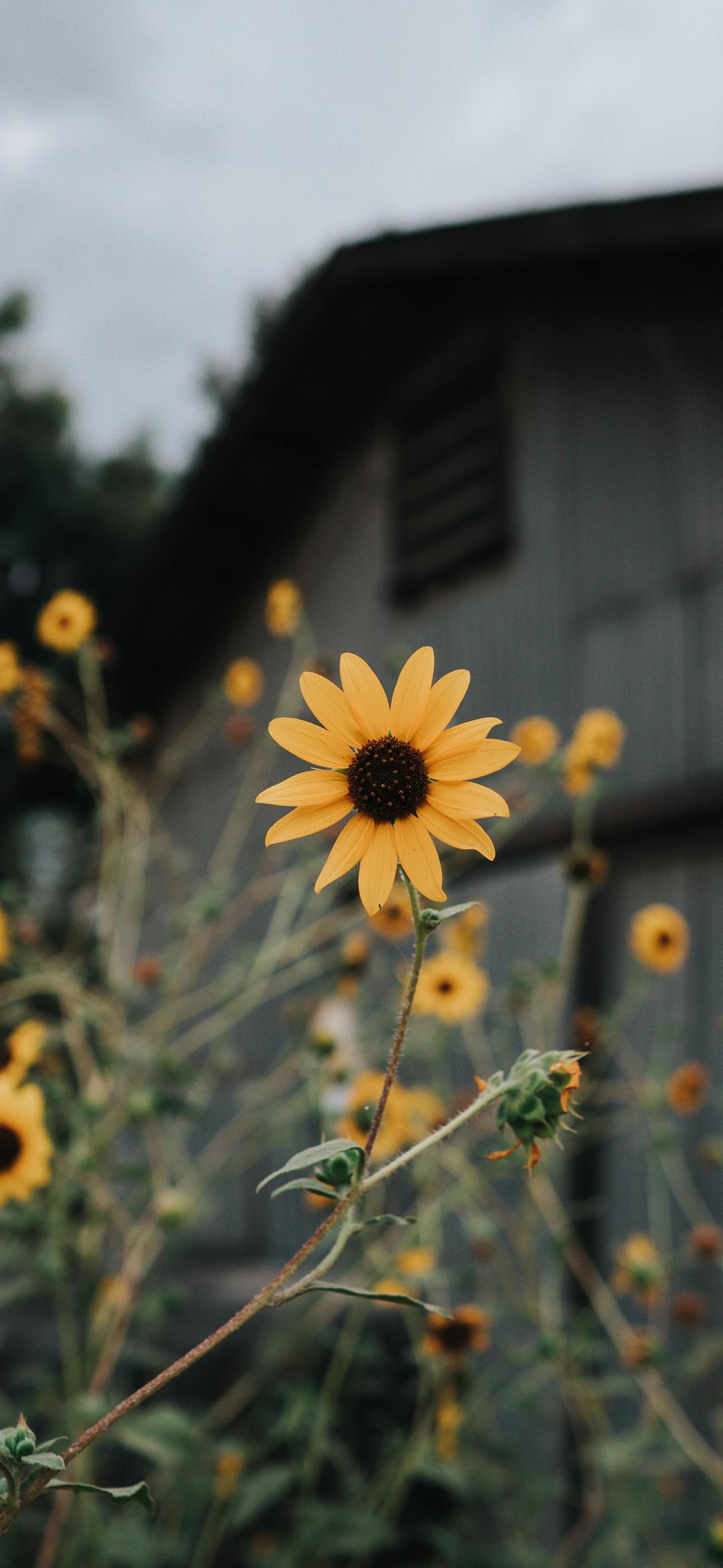 Yellow flower in front of a house - Sunflower