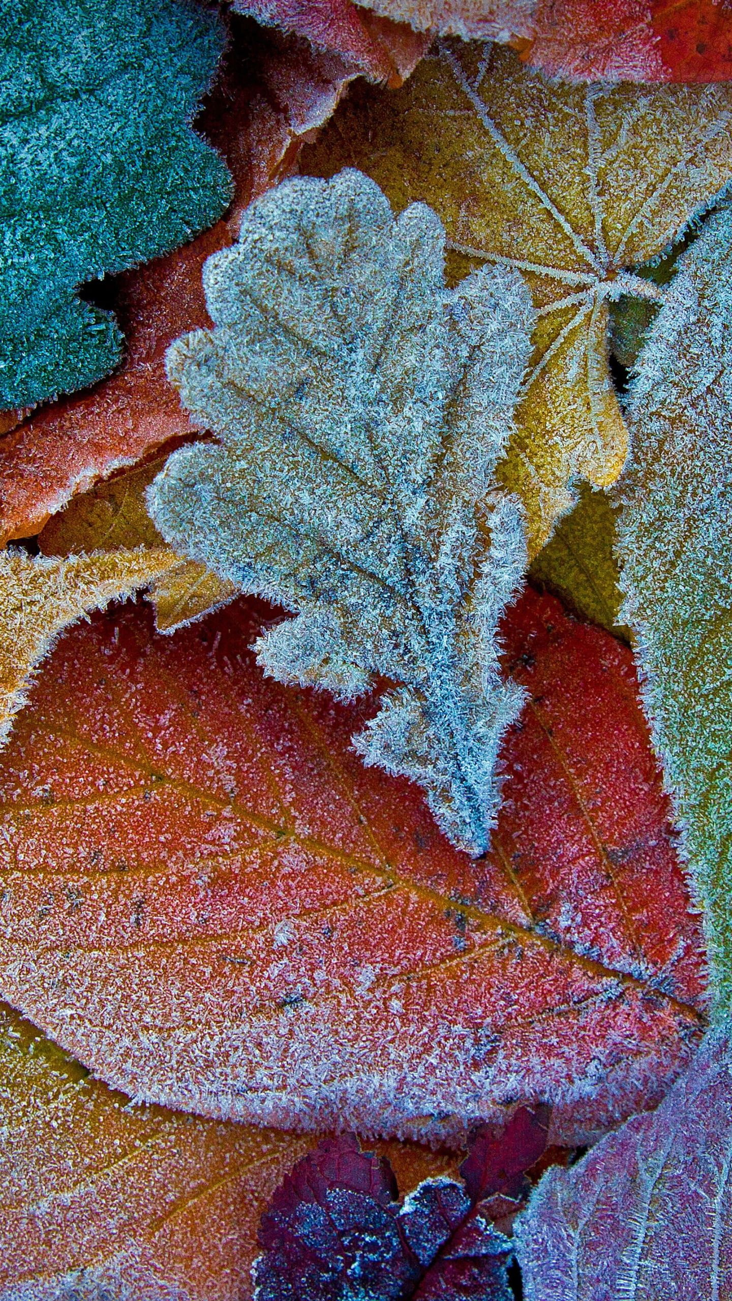 A close up of some frost covered leaves - Fall iPhone