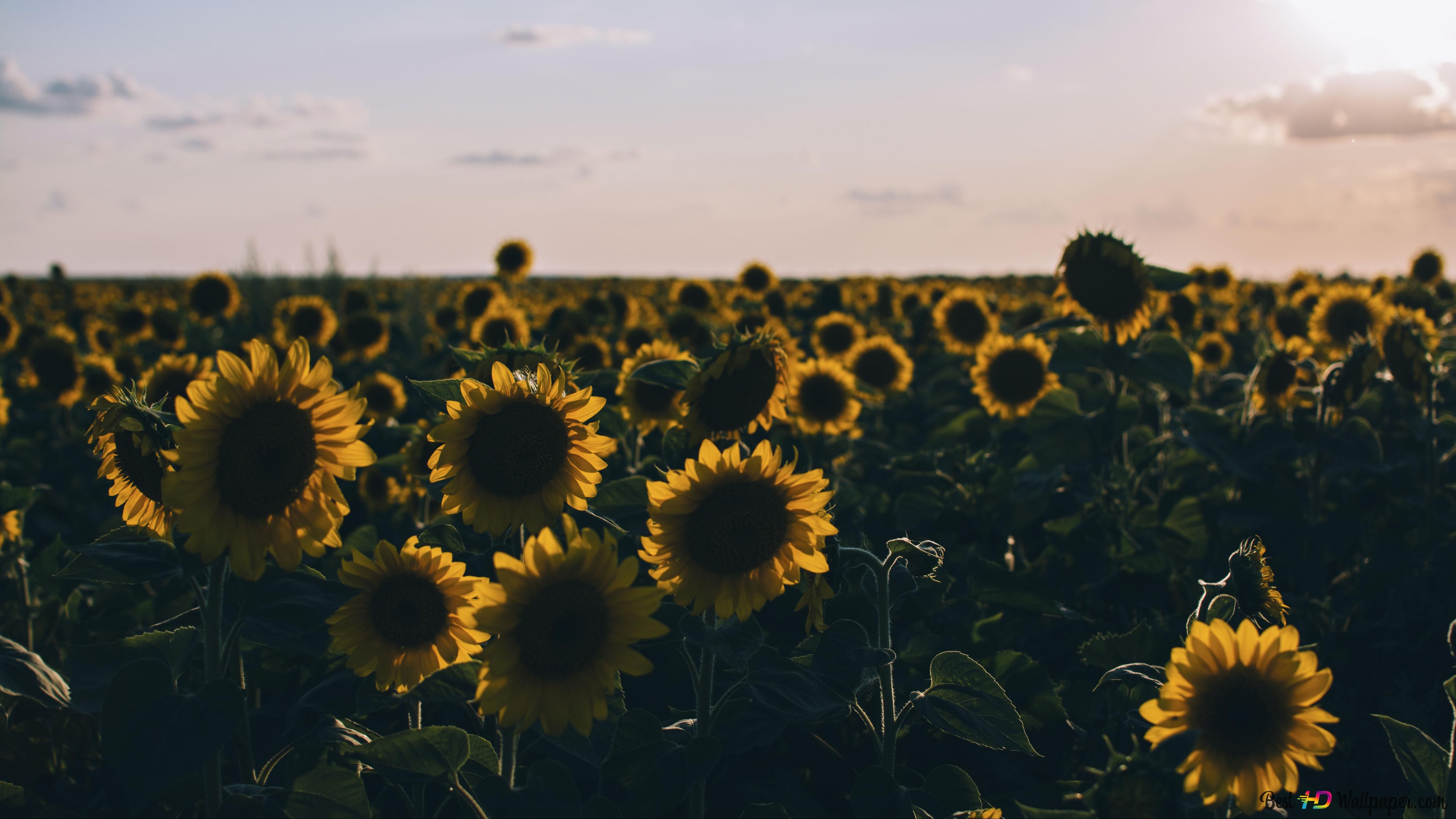 Sunflower field background 4K wallpaper download