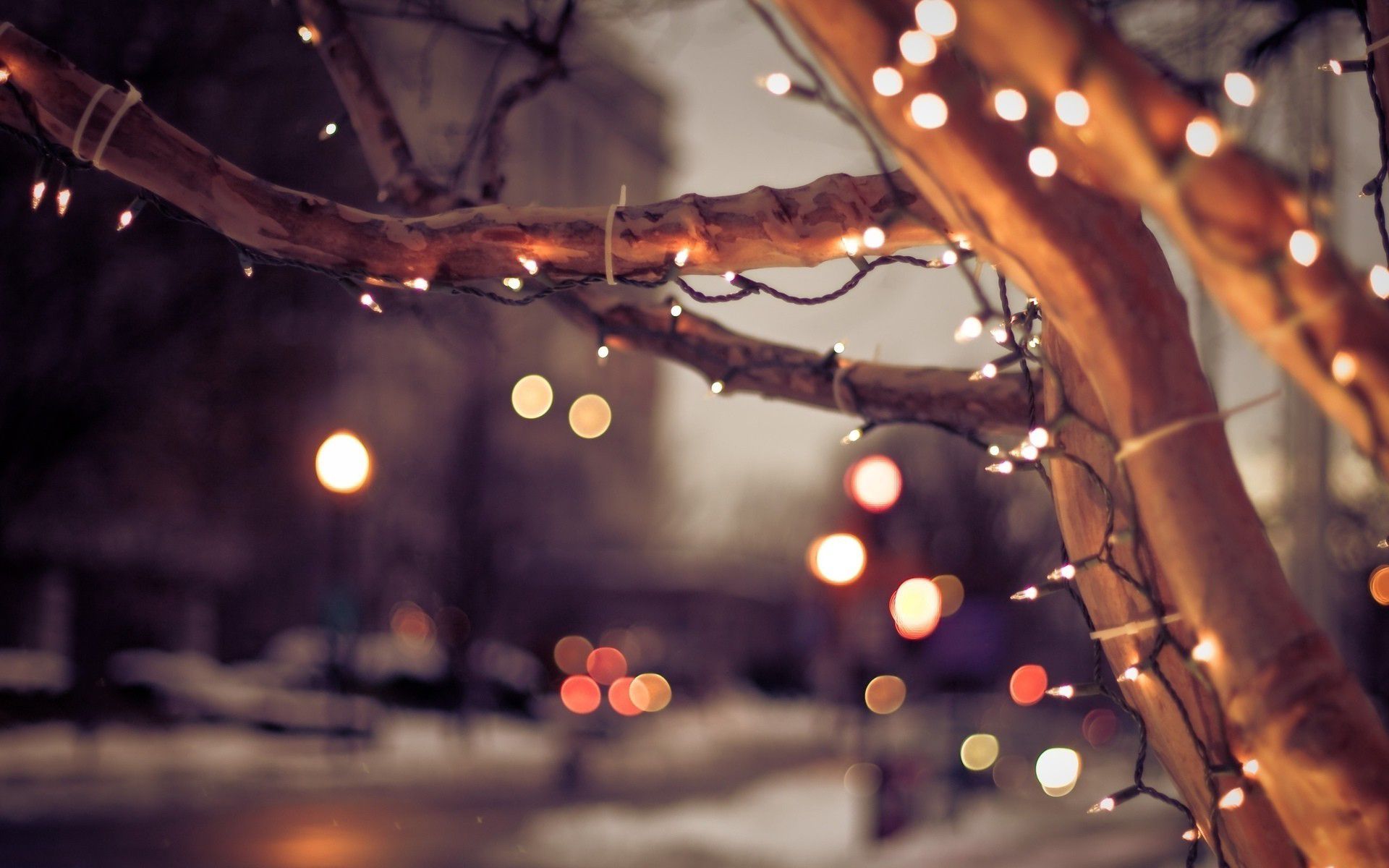 Christmas lights on a tree branch in the snow - Christmas lights