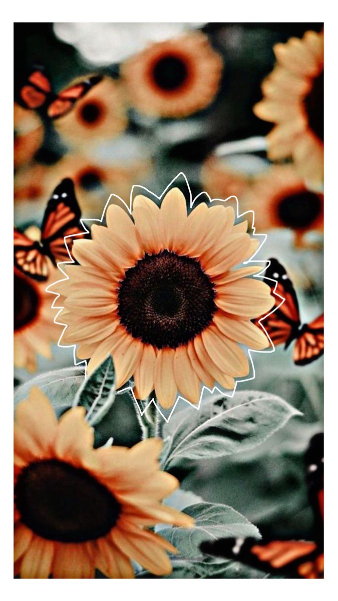 A sunflower with butterflies flying around it - Sunflower