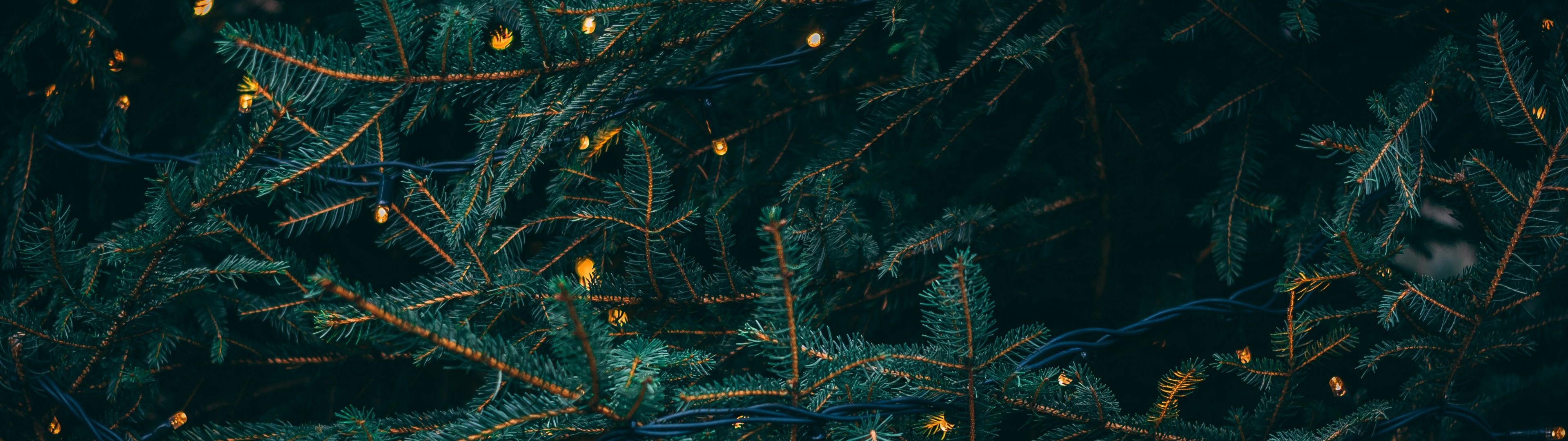 A pine tree branch with yellow lights. - Christmas lights