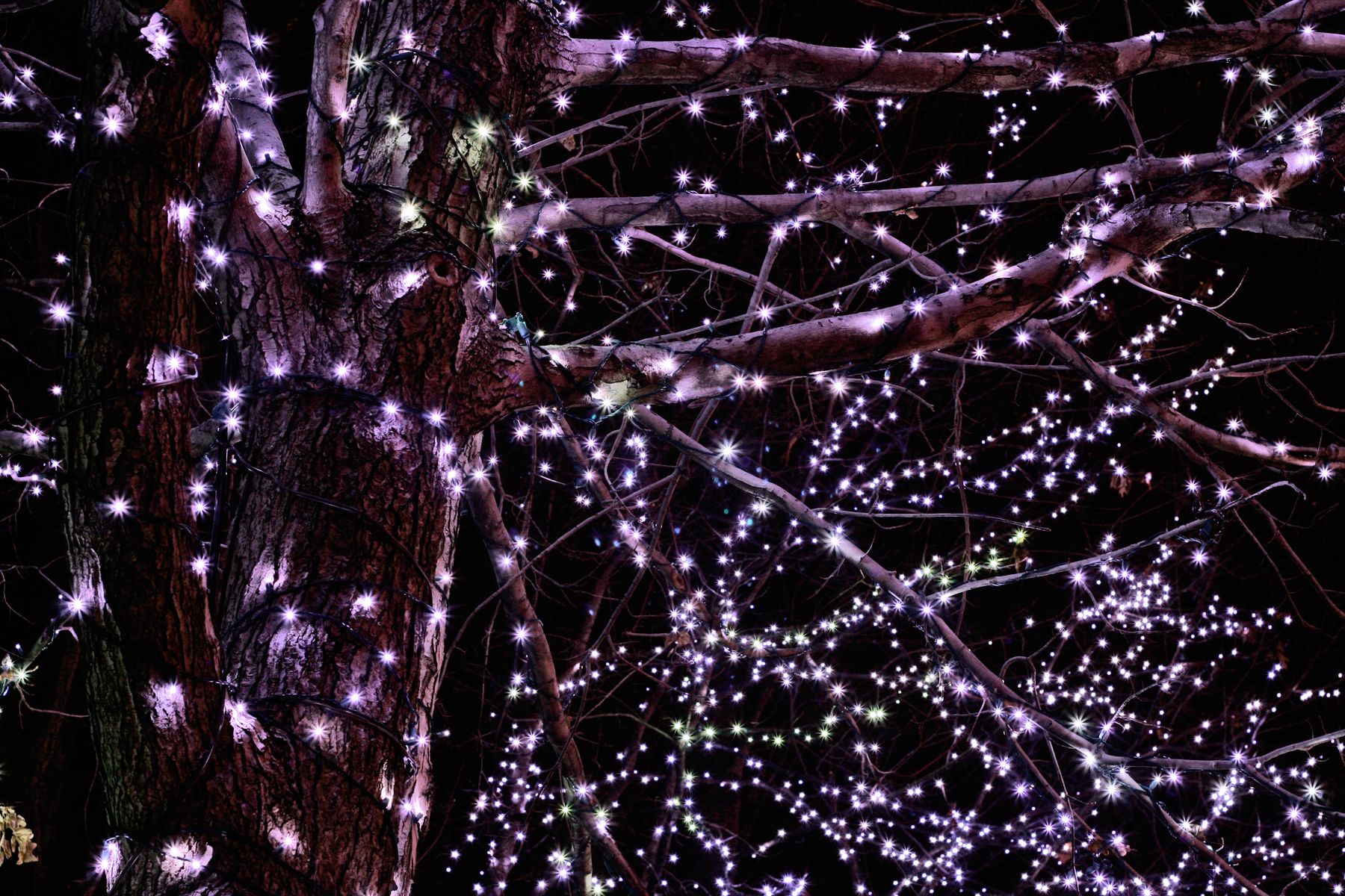 A tree covered in white fairy lights. - Christmas lights