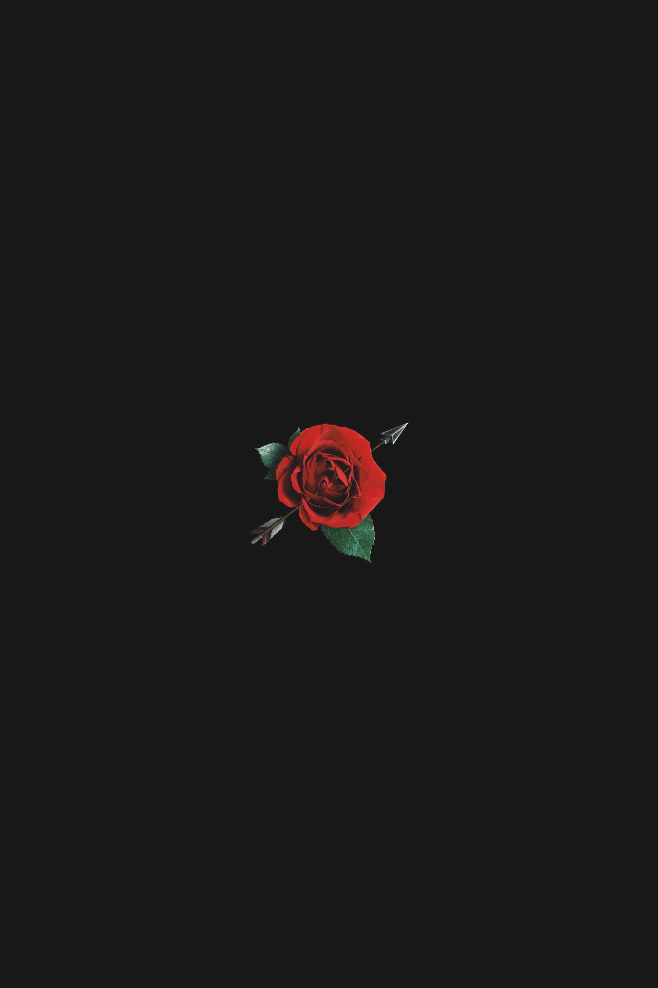 A black background with red roses and arrows - Gothic, roses