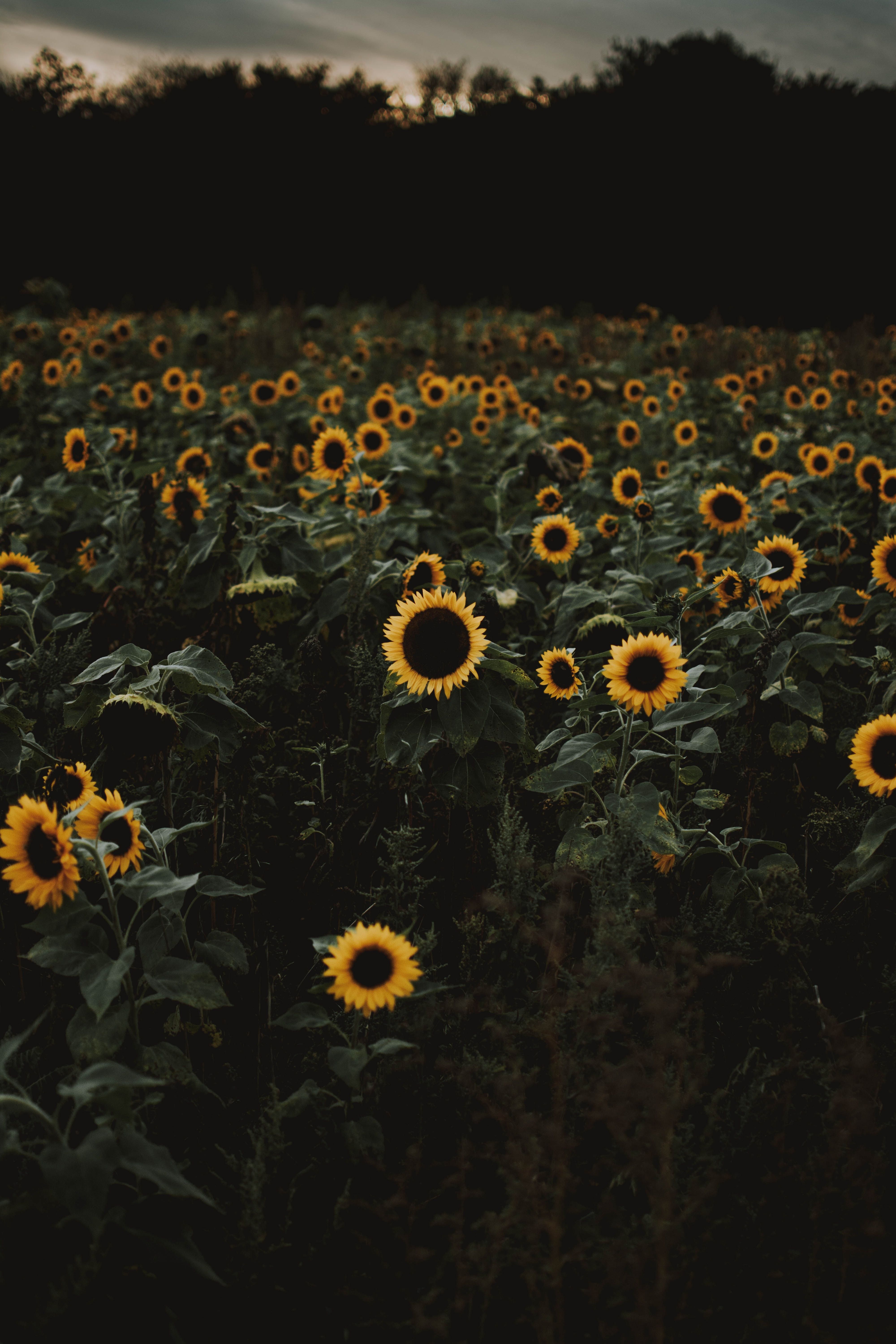 A field of sunflowers with a dark sky in the background. - Sunflower