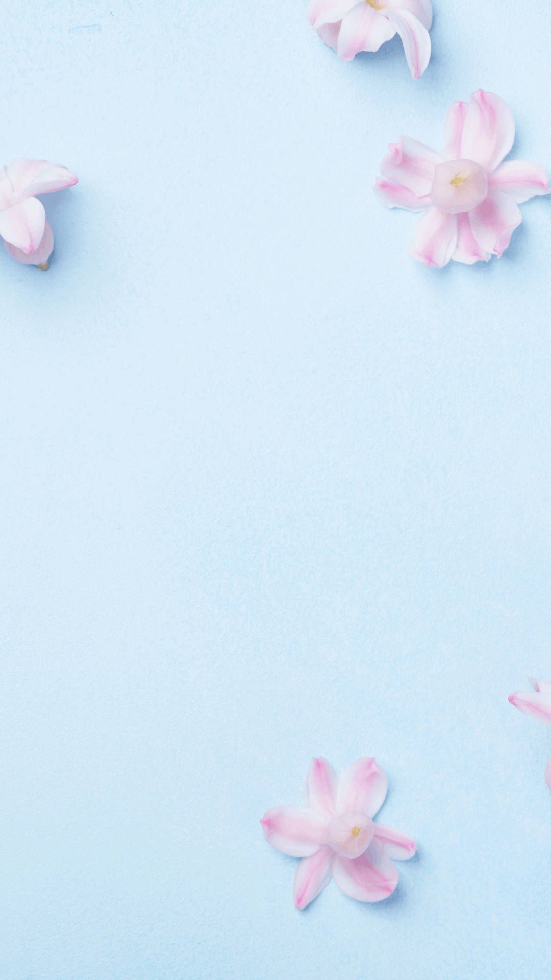 Light blue background with pink flowers. iPhone wallpaper - Light pink, pastel blue, light blue