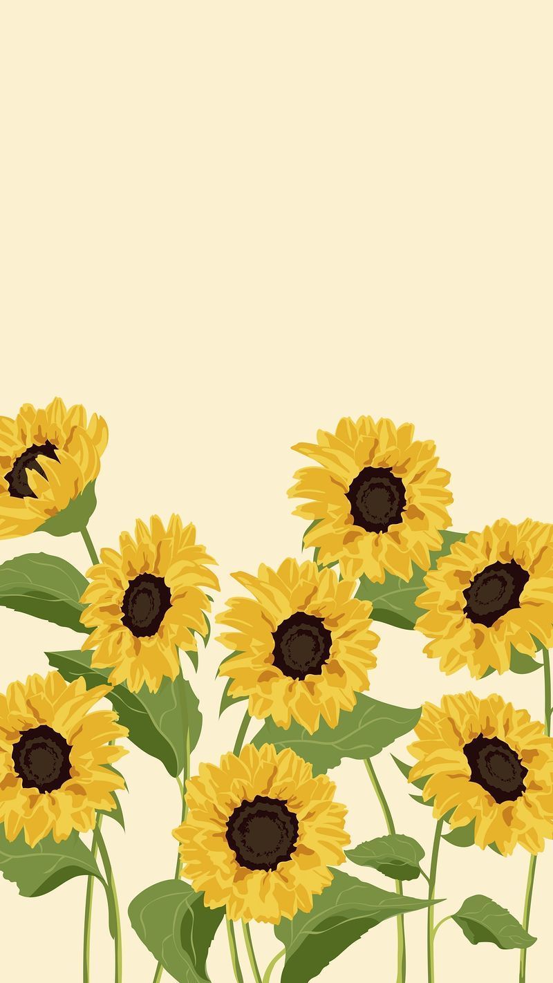 Sunflower Wallpaper Image Wallpaper