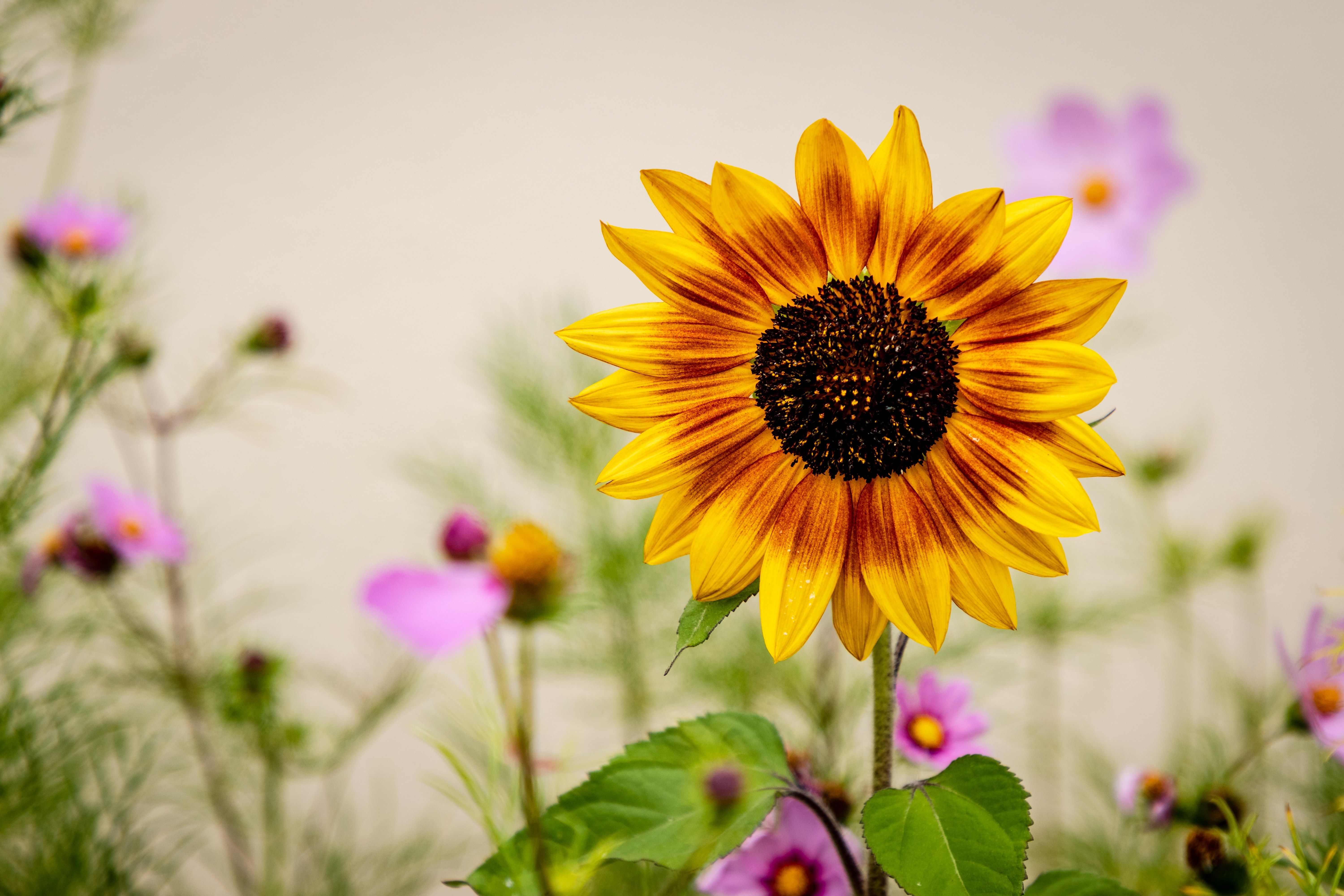 A bright yellow sunflower with a brown center stands out against a backdrop of purple flowers. - Sunflower
