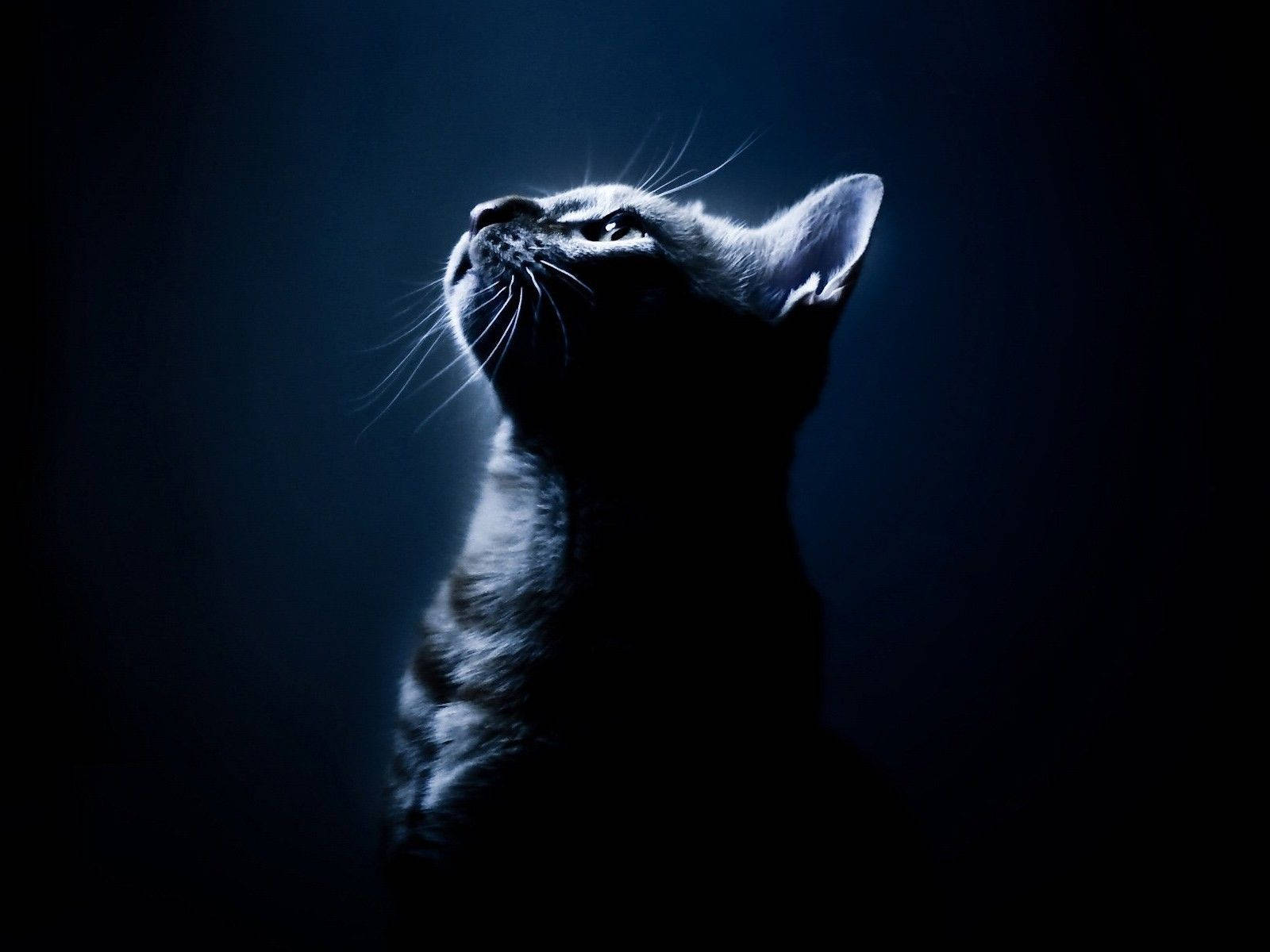A cat is looking up at something in the dark - Dark blue, navy blue