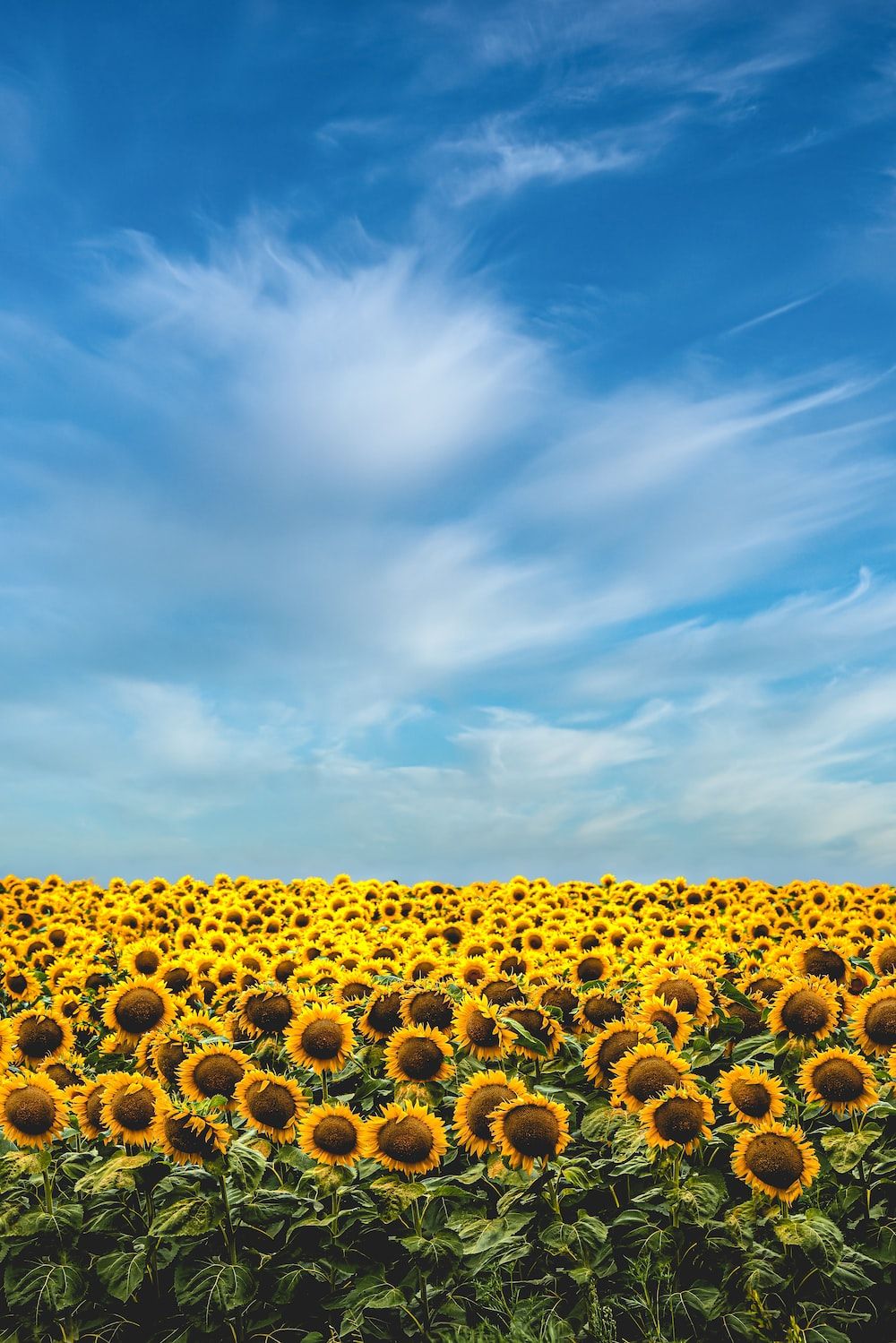 Sunflower Wallpaper: Free HD Download [HQ]