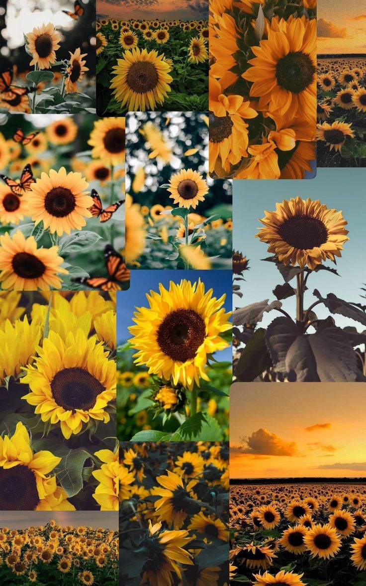 Sunflower aesthetic. Sunflower wallpaper, Sunflower image, Sunflower picture