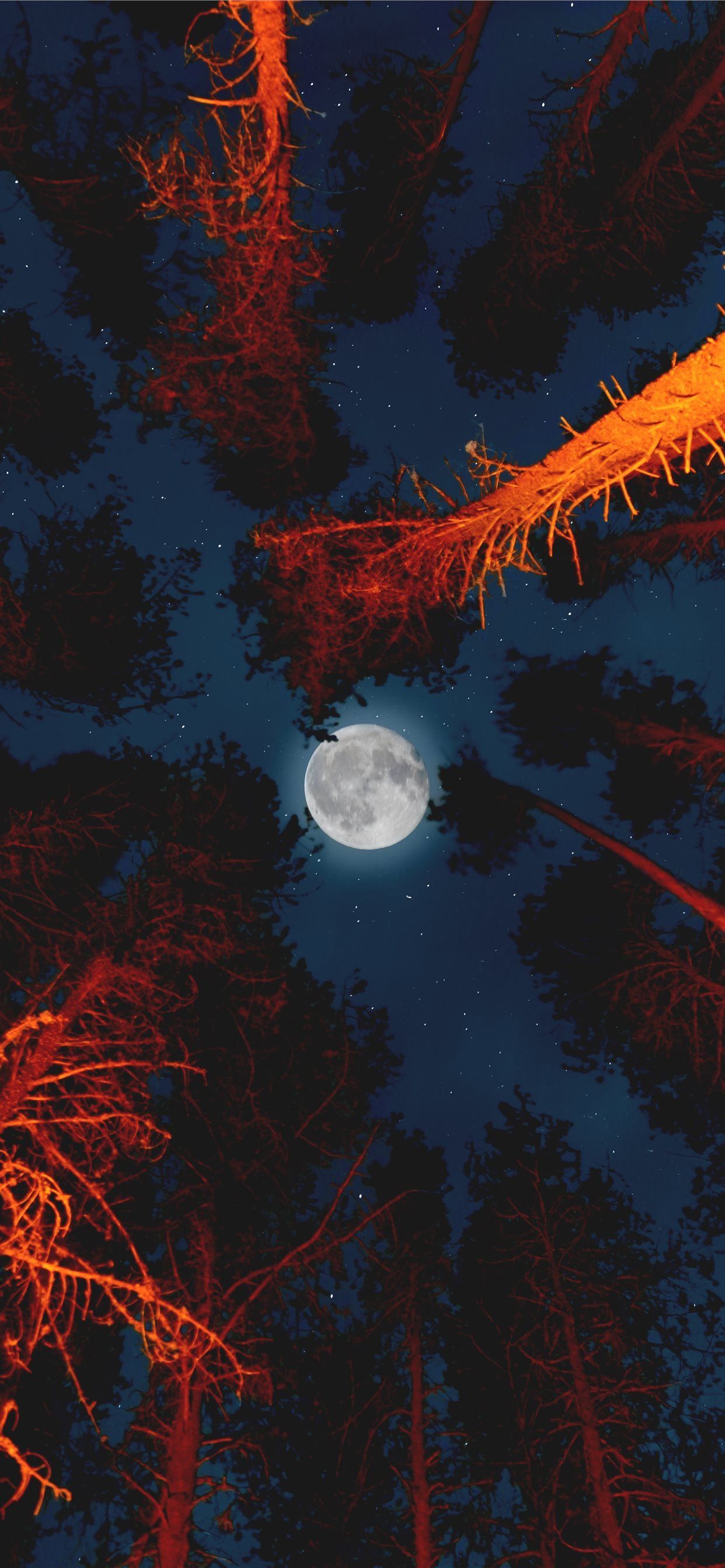 A full moon shining through the trees - Moon