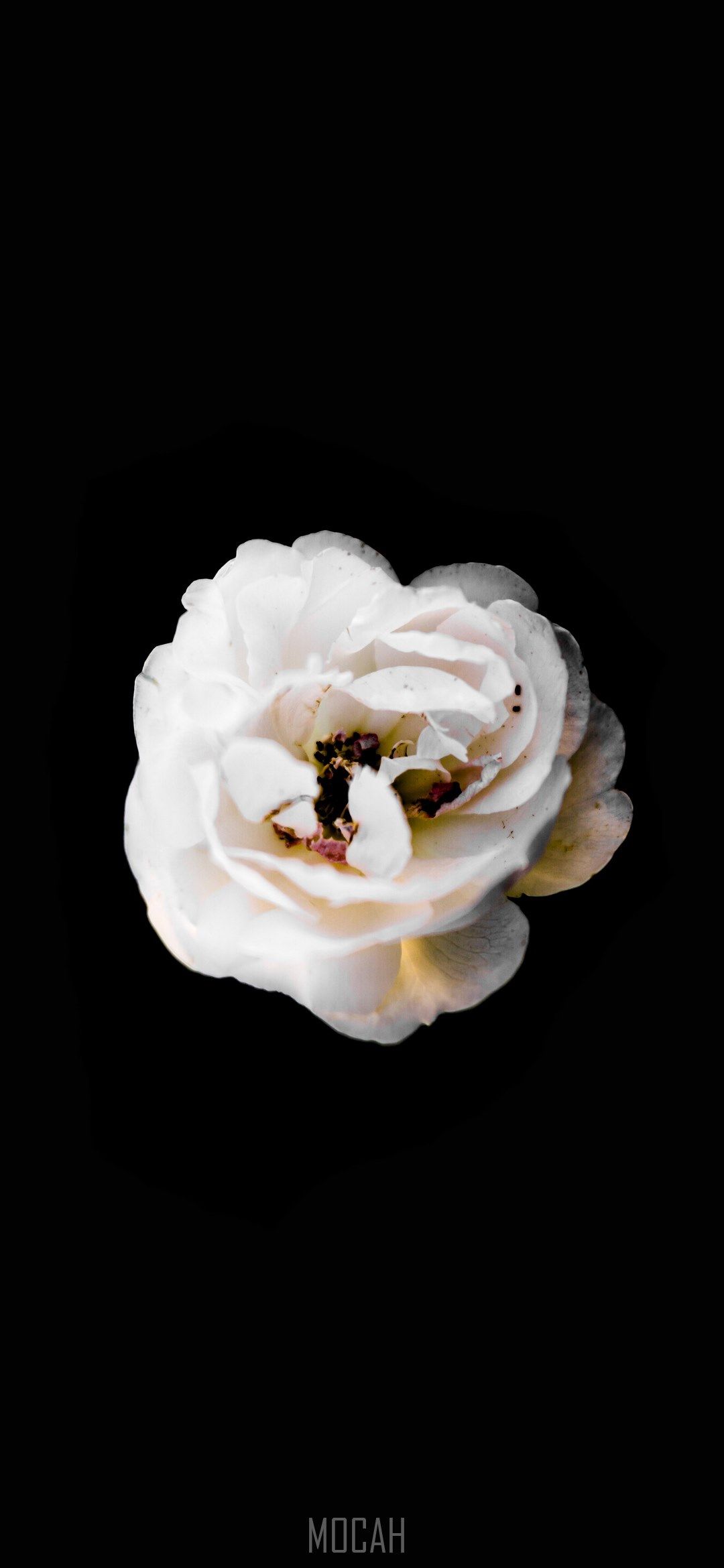 an above view of the petals on a white flower with a dark background, _white rose, TCL 10 Plus wallpaper download, 1080x2340 Gallery HD Wallpaper