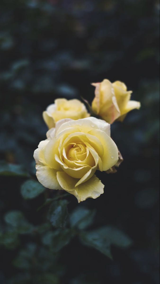A beautiful close up of three yellow roses. - Roses