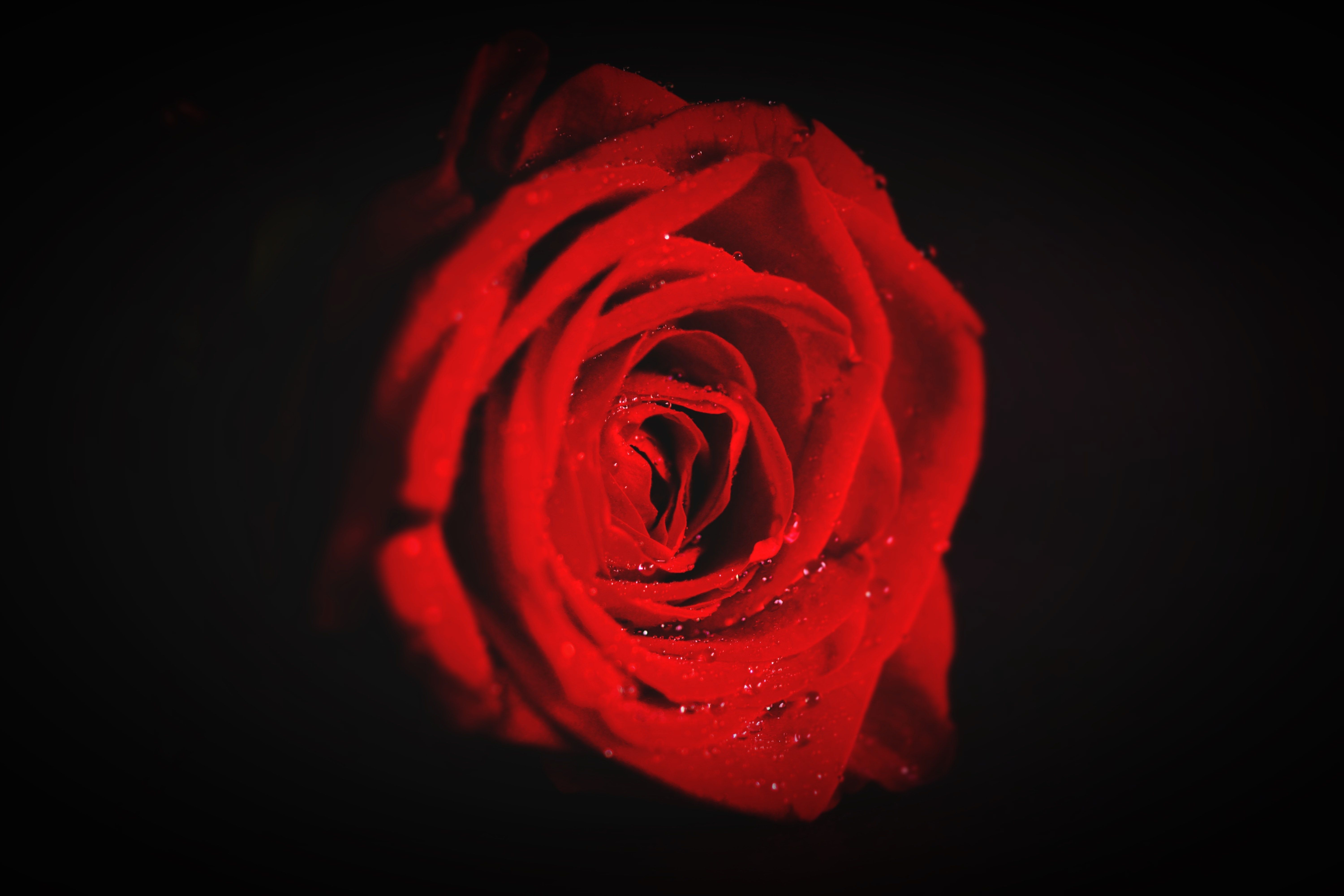 A close-up of a red rose with water droplets on it. - Roses