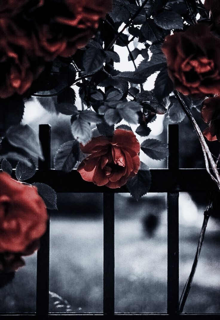 Red roses on a black metal fence. - Roses
