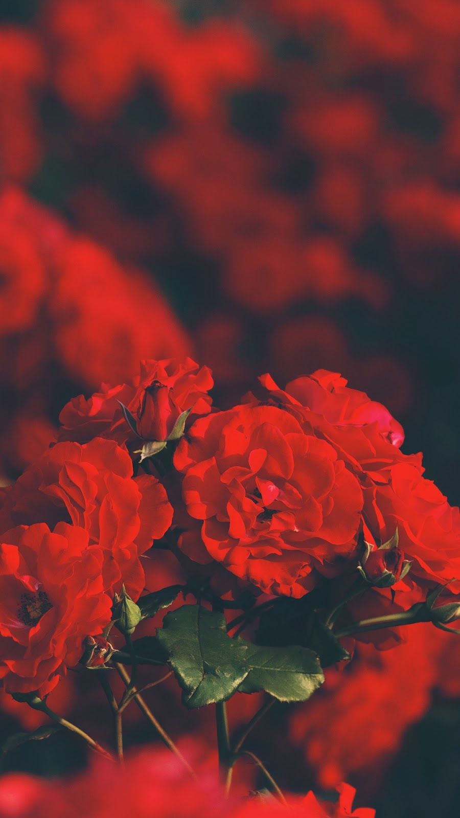 Free download red rose wallpaper With image Rose wallpaper Red wallpaper [900x1600] for your Desktop, Mobile & Tablet. Explore Red Roses Aesthetic Wallpaper. Red Roses Wallpaper, Red Roses Black