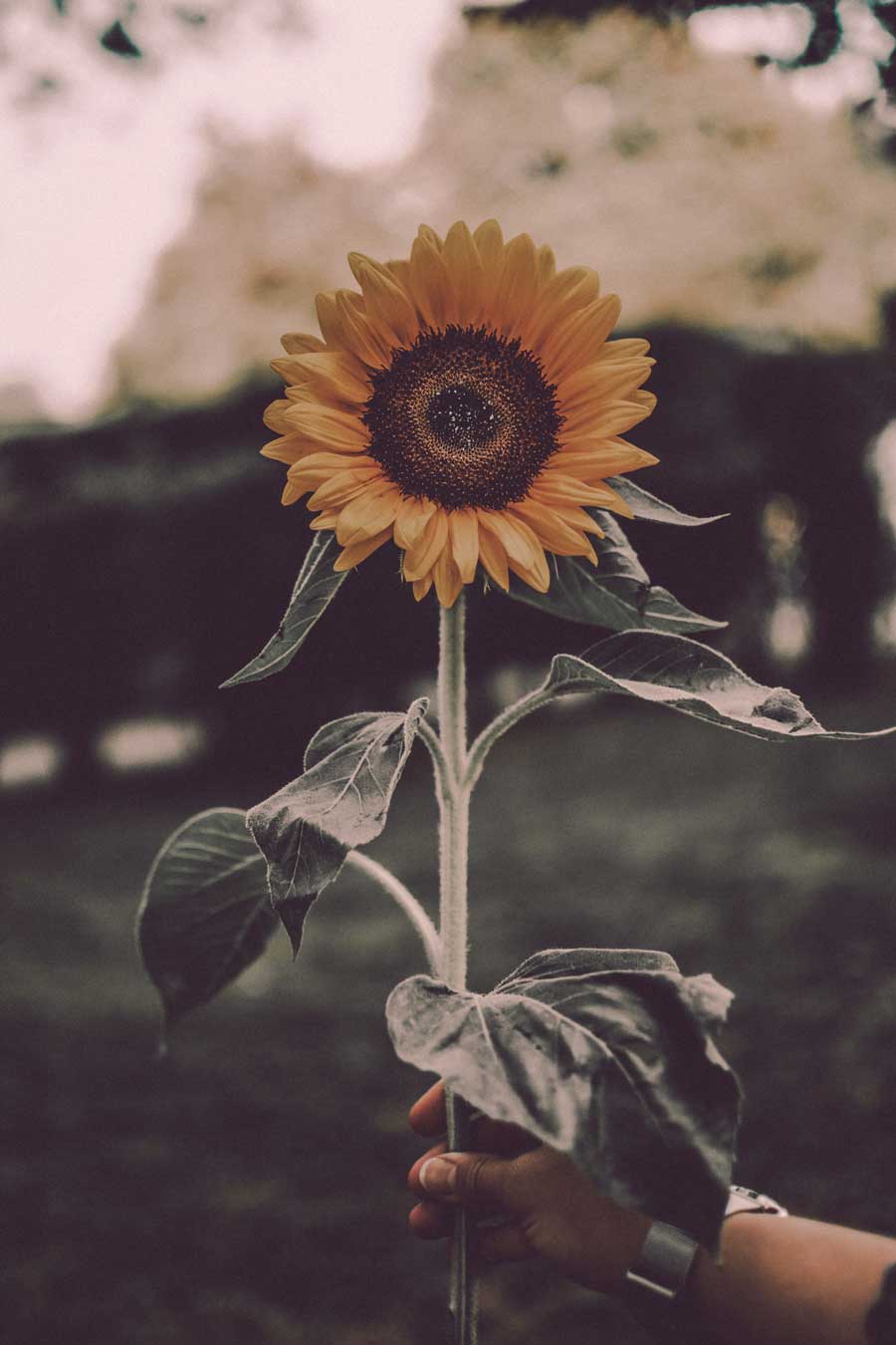 A hand holding a sunflower with a blurry background. - Sunflower, photography