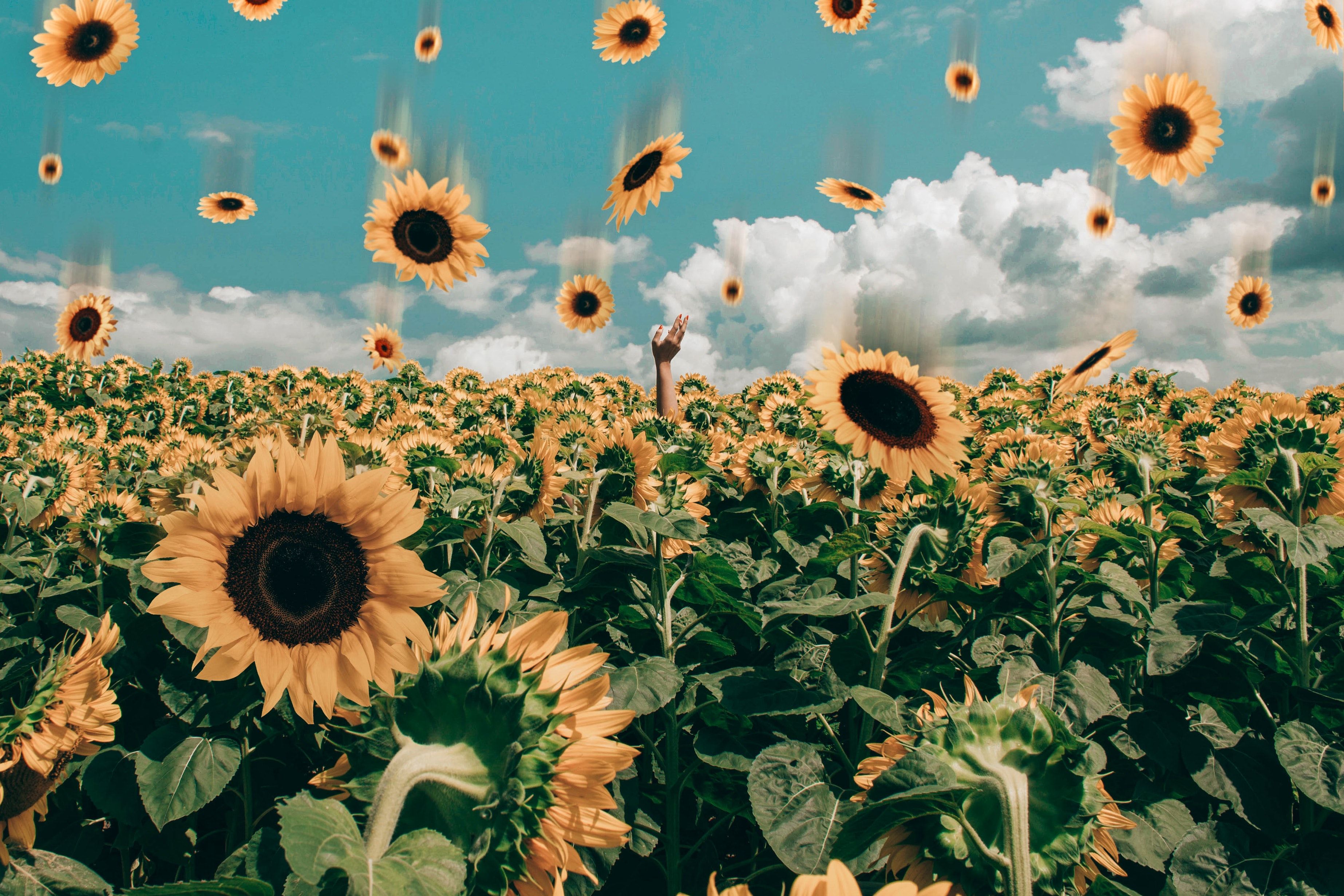 Person in a field of sunflowers throwing sunflowers into the air - Sunflower, computer, farm