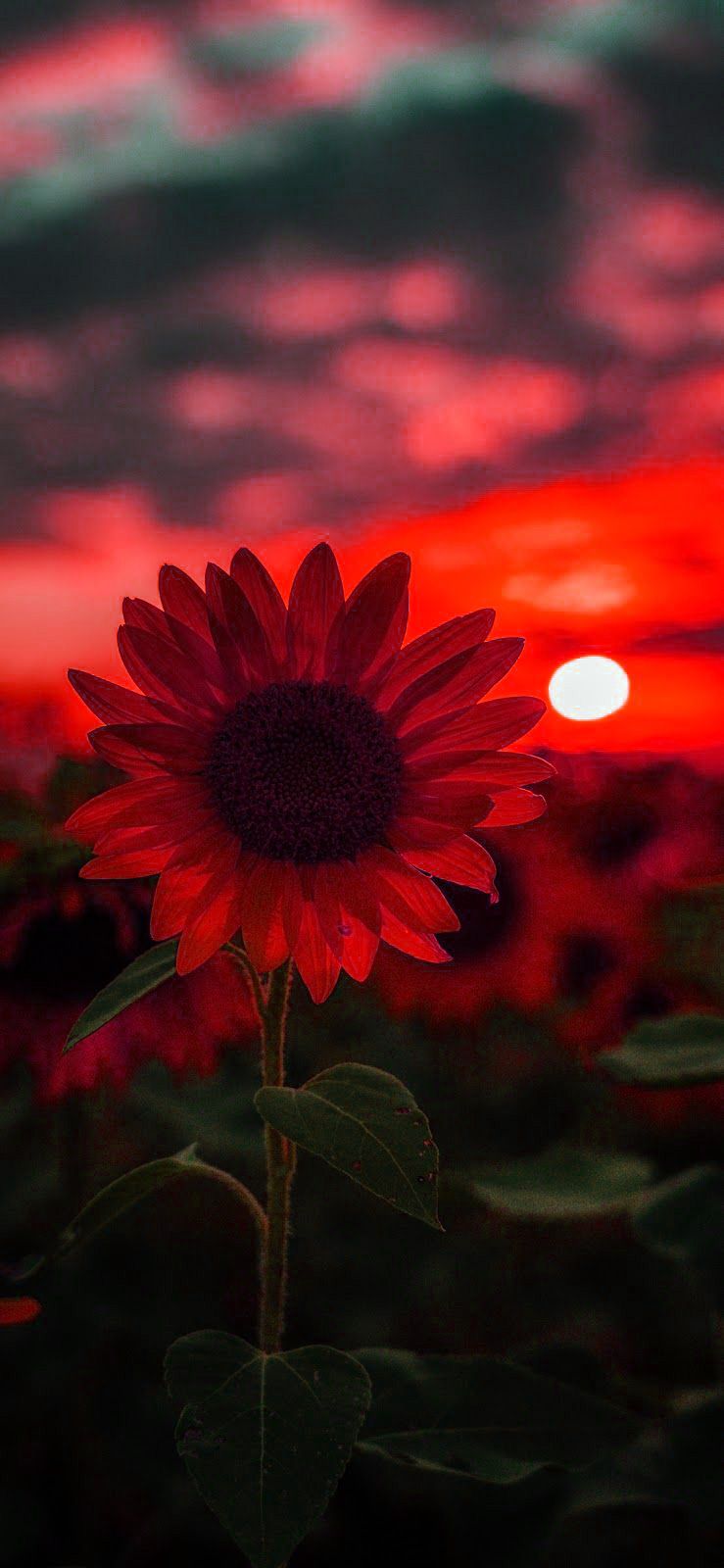 A red sunflower in front of a red sunset - Sunflower