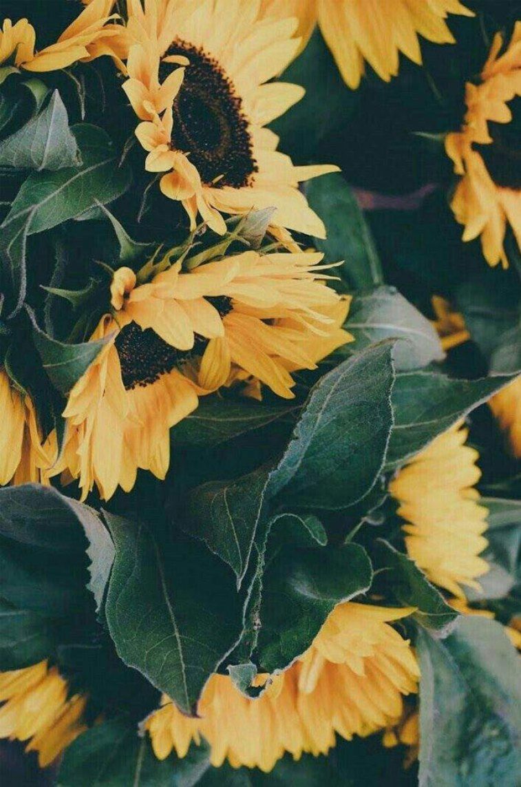 You are my sunshine my sunflowers Wallpaper